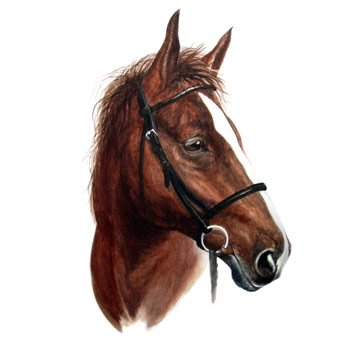 image-colour-horse-b-medium.jpg
