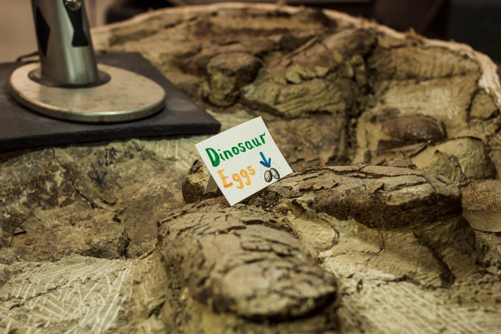 I got to hang out in a paleontology lab for a morning?? What the even heck?