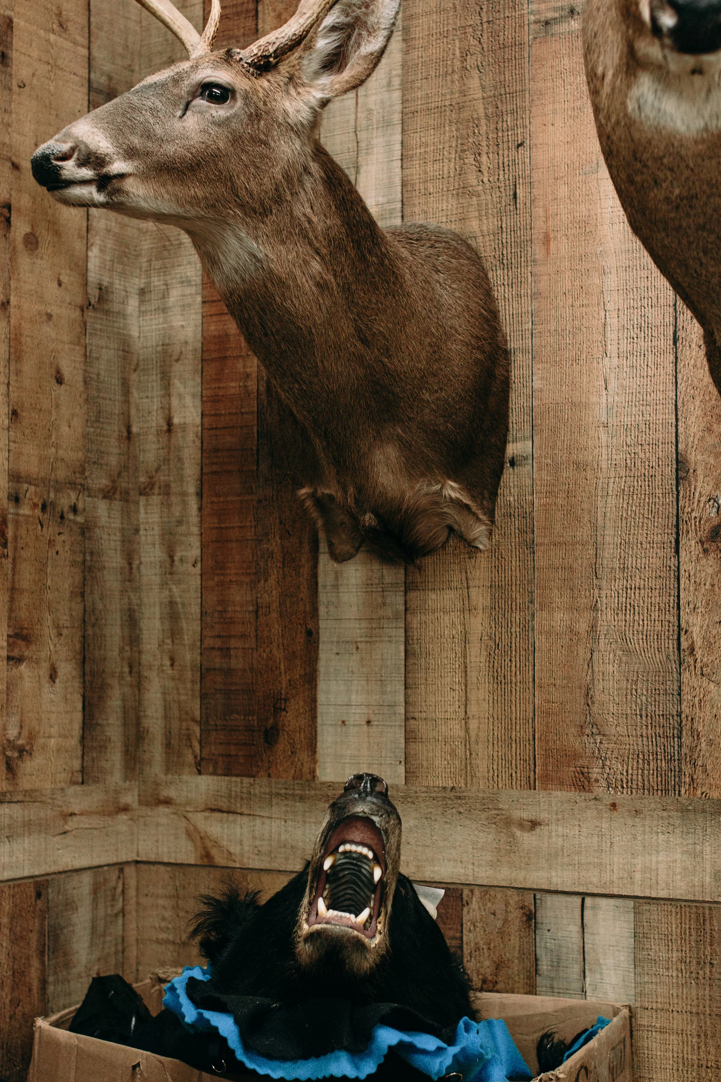 JRtaxidermy-12.jpg