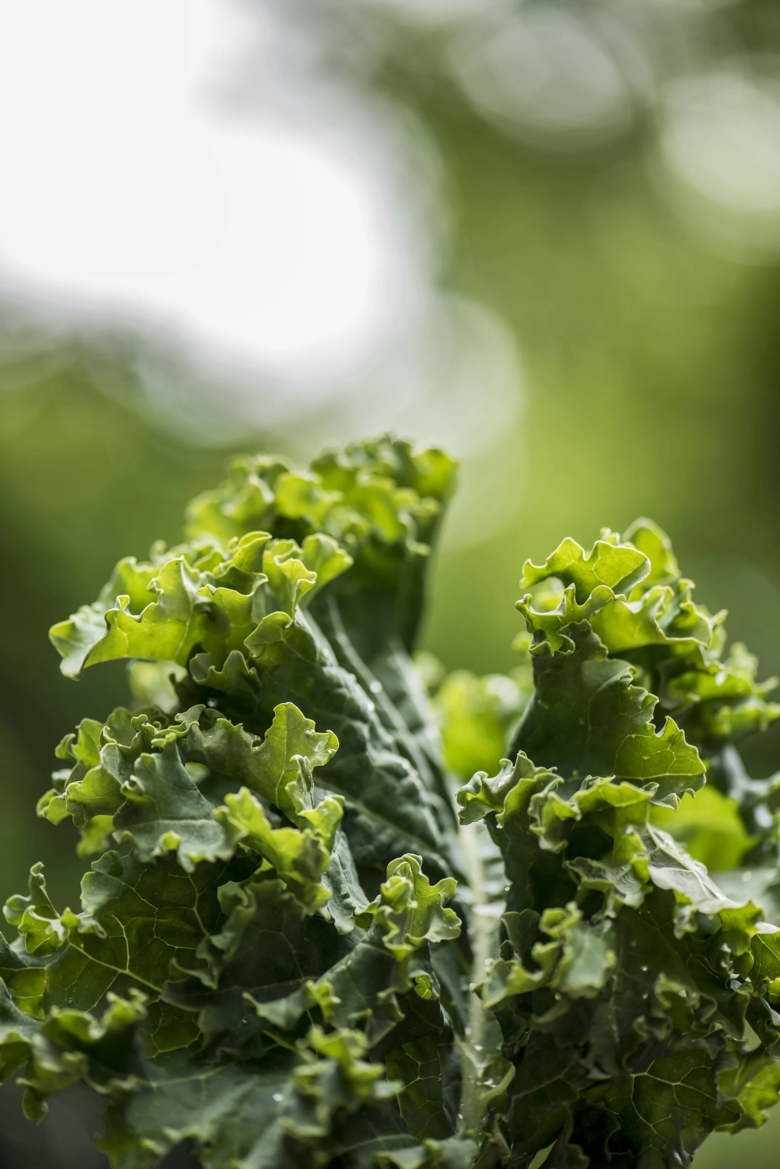 Volunteer with us! Kale Harvest