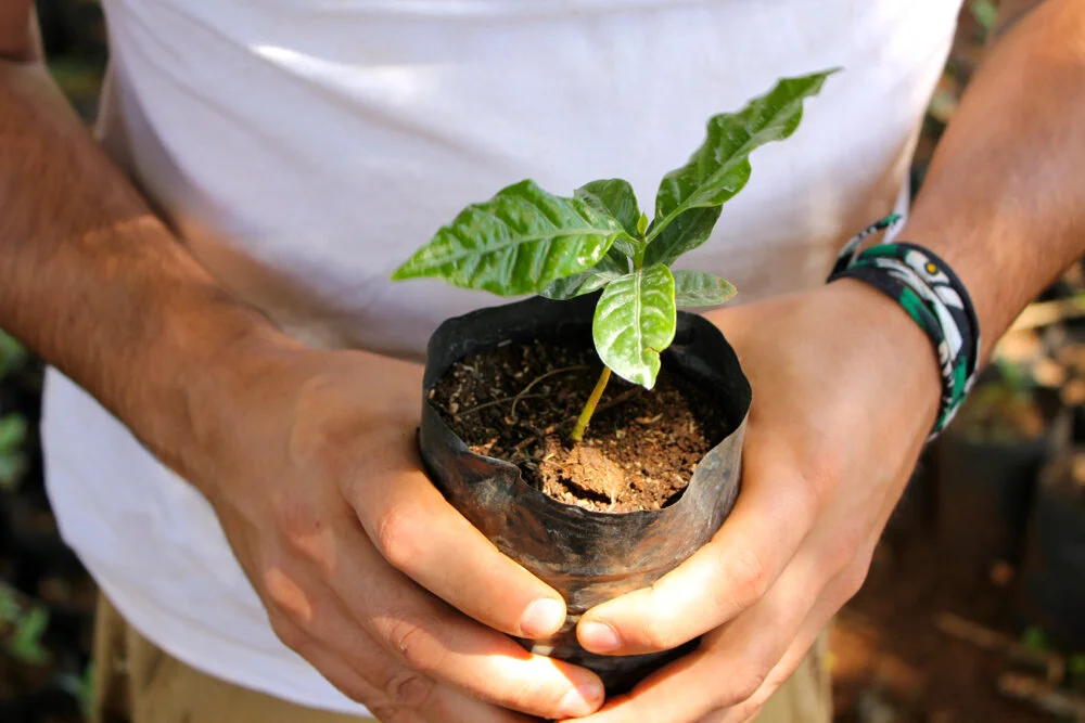 Sustainability: A Coffee Drinker’s Guide to Drinking Responsibly