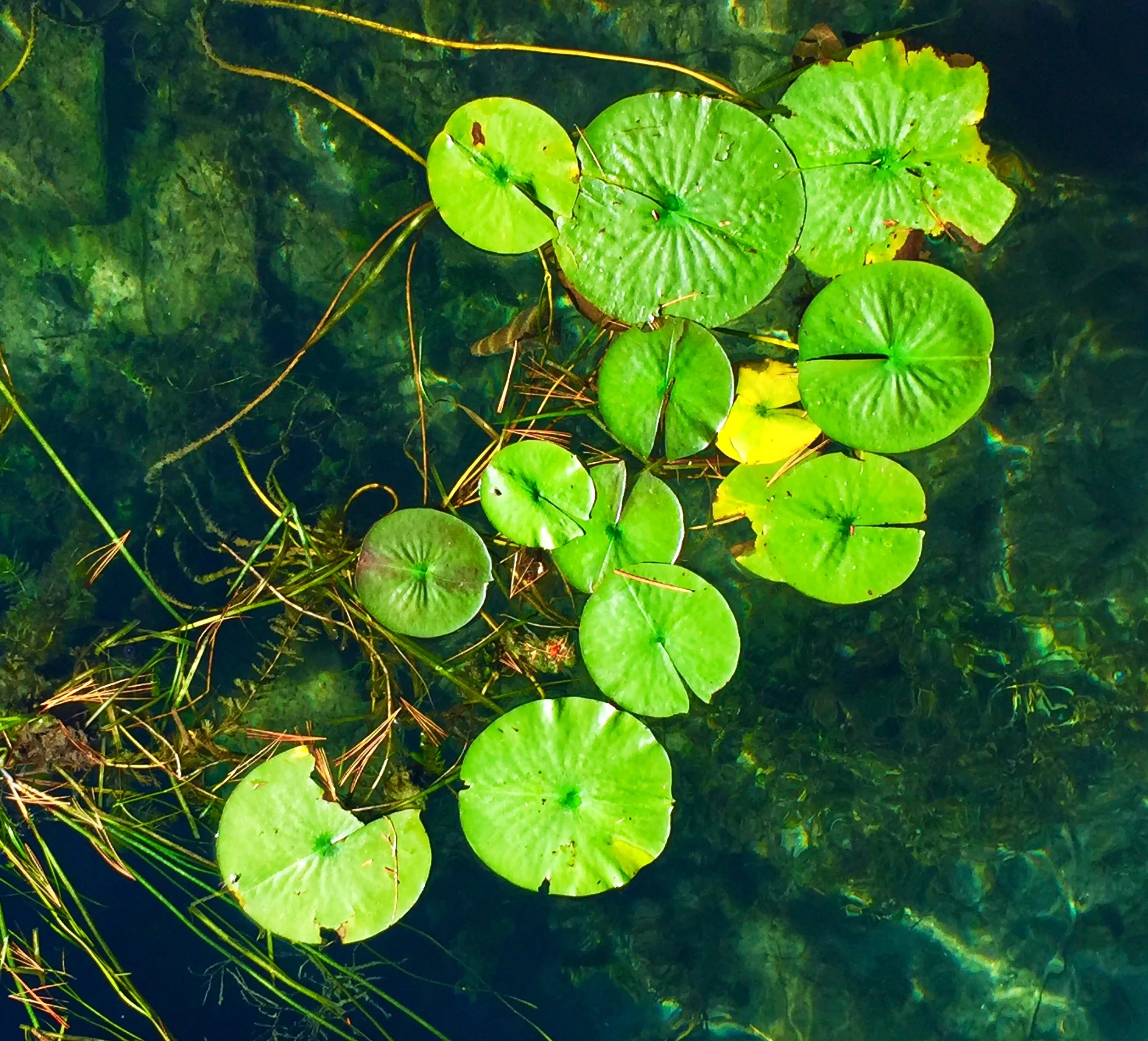 Lily Pads