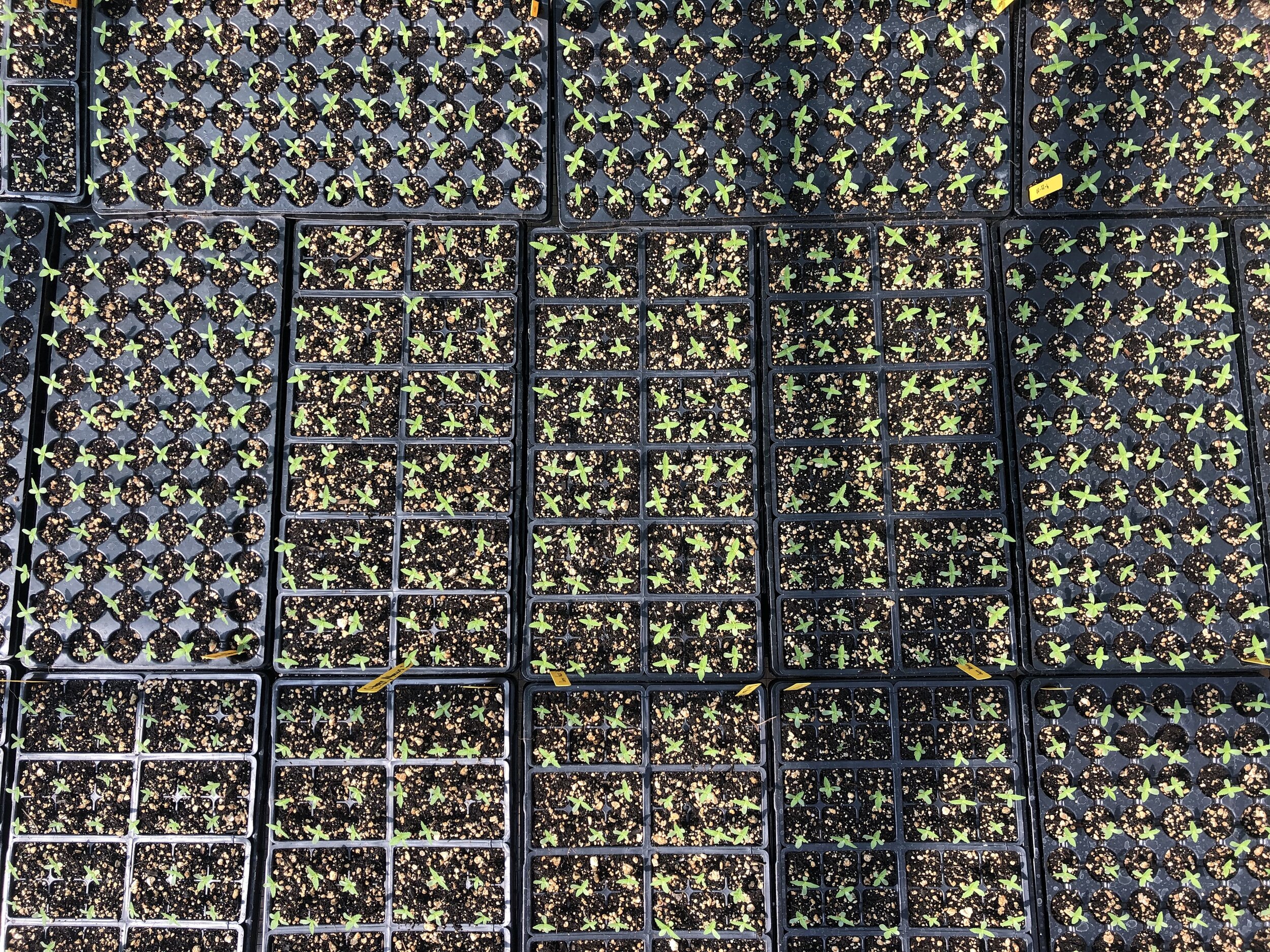 Hemp Seedlings