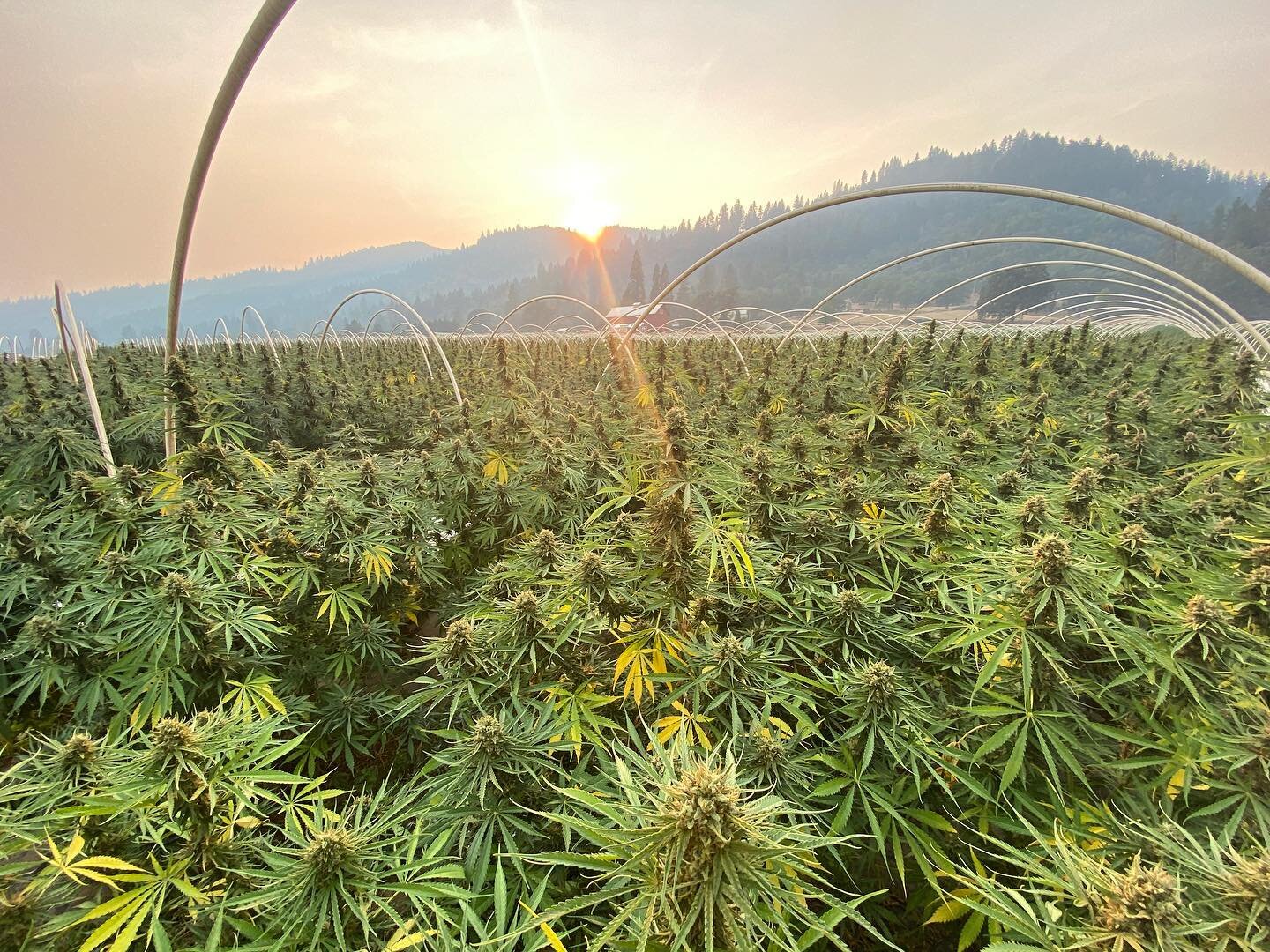 We just blasted a great discount offer to our email subscribers on our new 2021 light dep flower.💥

Reach out to us if you haven&rsquo;t subscribed yet. You won&rsquo;t want to miss this one! 💫

#cbdhemp #lightdepflower #oregonhemp #hempfarm #farmd