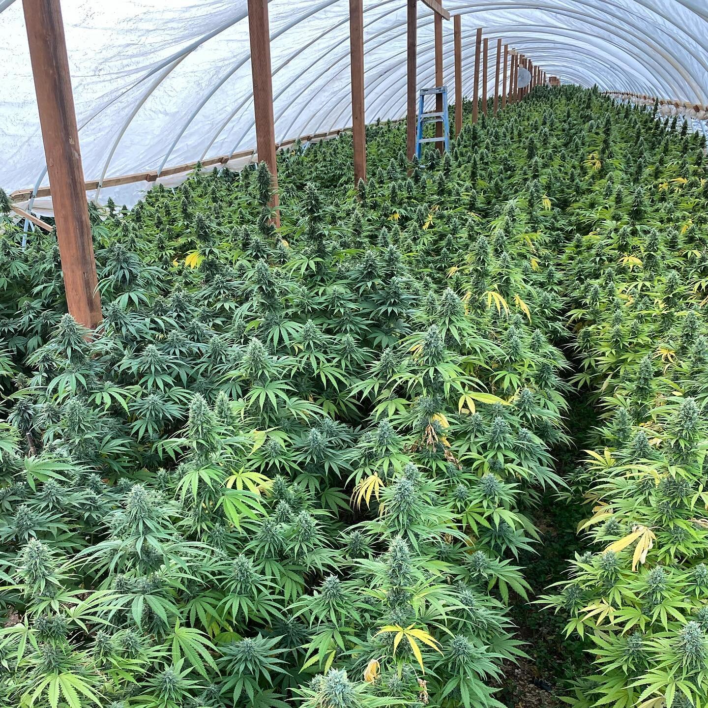 Our first dep harvest of the season is ready to go! ✨

Reach out to us now to reserve! 🔐

Small batch = limited quantities.📦

Get it while its hot! 🔥

#hempflower #organichemp #singlesource #farmdirect #oregonhemp #directtothesource #freshhempflow