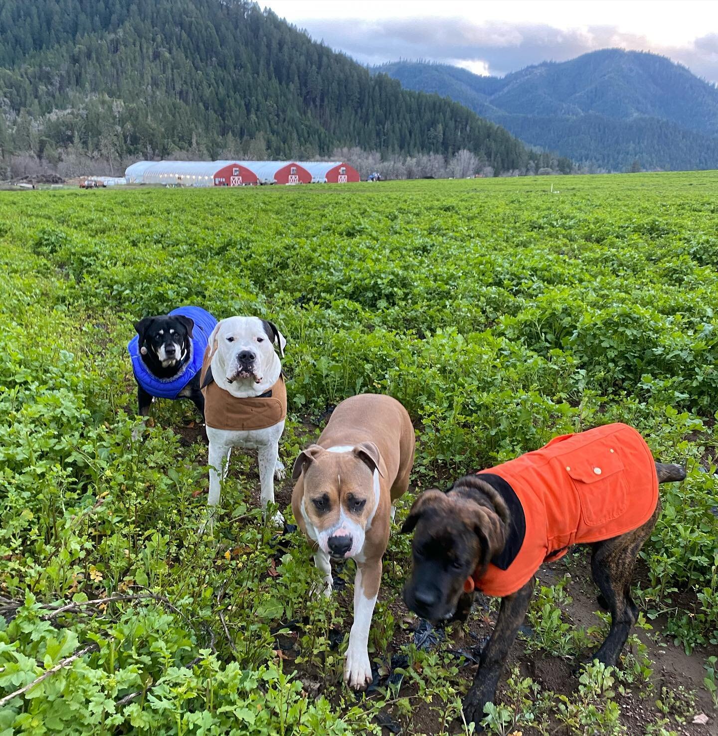 Pack walk yesterday 🐕🐕🐕

They were having a blast in the cover crop 🌱

All part of our full time crew, from left to right is Little Pup, Romeo, Hazel, and Hugo.

#dogsofcannabis #hempdog #cbddogs #farmdoglife #farmdog #cbdfarm