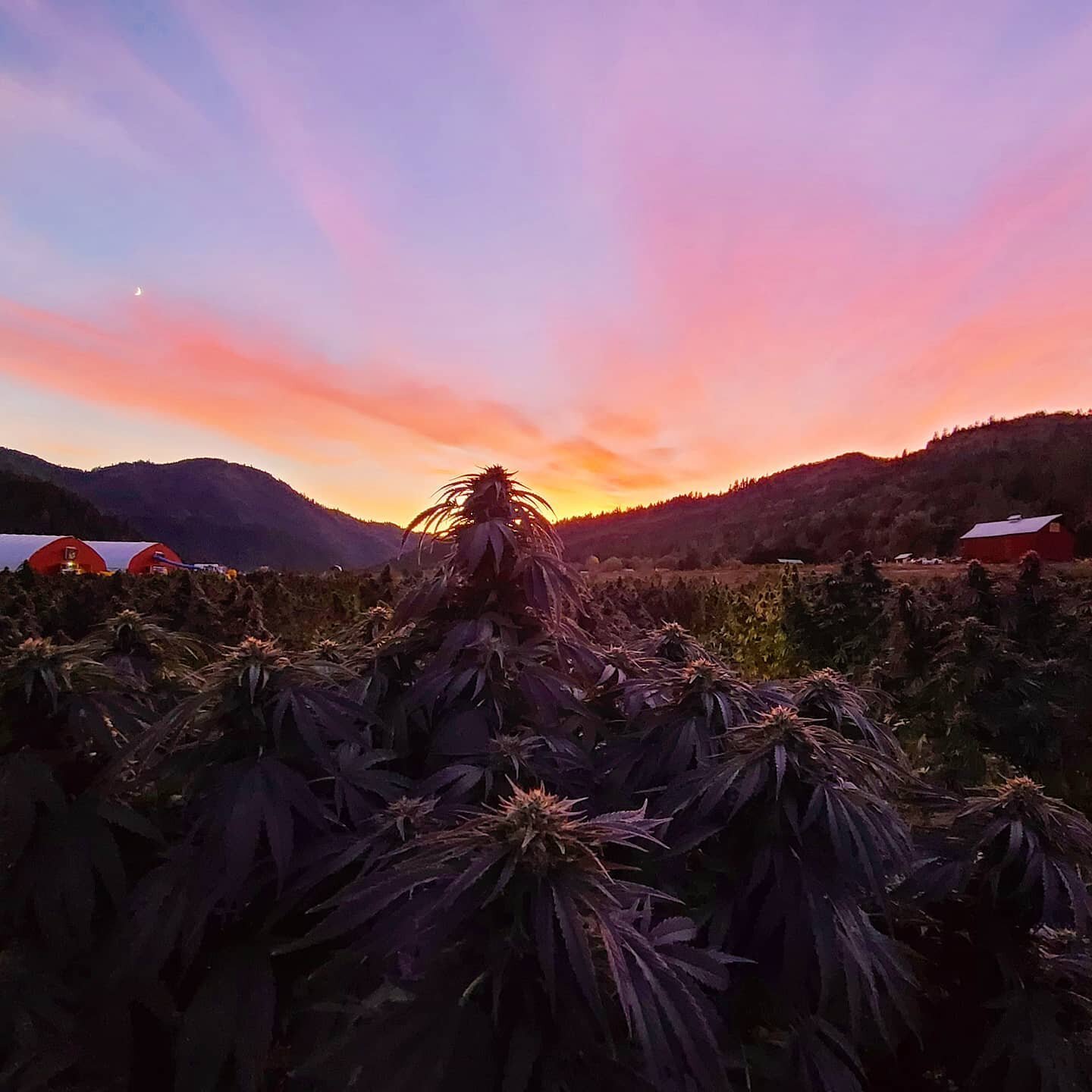 Harvest Sky
.
.
.
.
#hempharvest #farmsunset #hempfarmers #hempfarm #hempfarming #hemplife #hempflower #cbdwholesale #cbdflower #cbdlife #cbdbuds