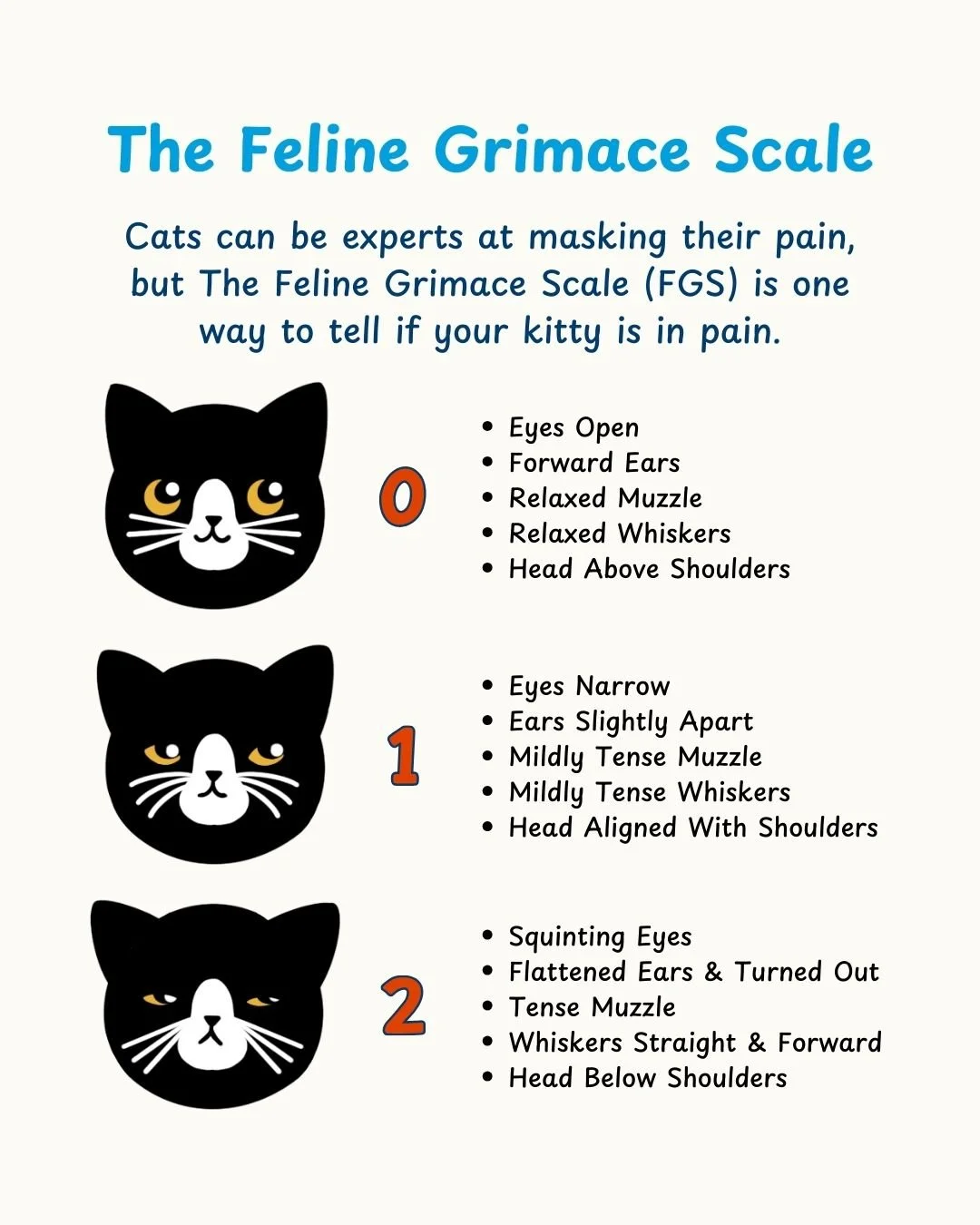 A guide titled 'The Feline Grimace Scale' explaining how to tell if a cat is in pain based on facial expressions, with three illustrated cat faces showing different expressions and a list of facial features for each.