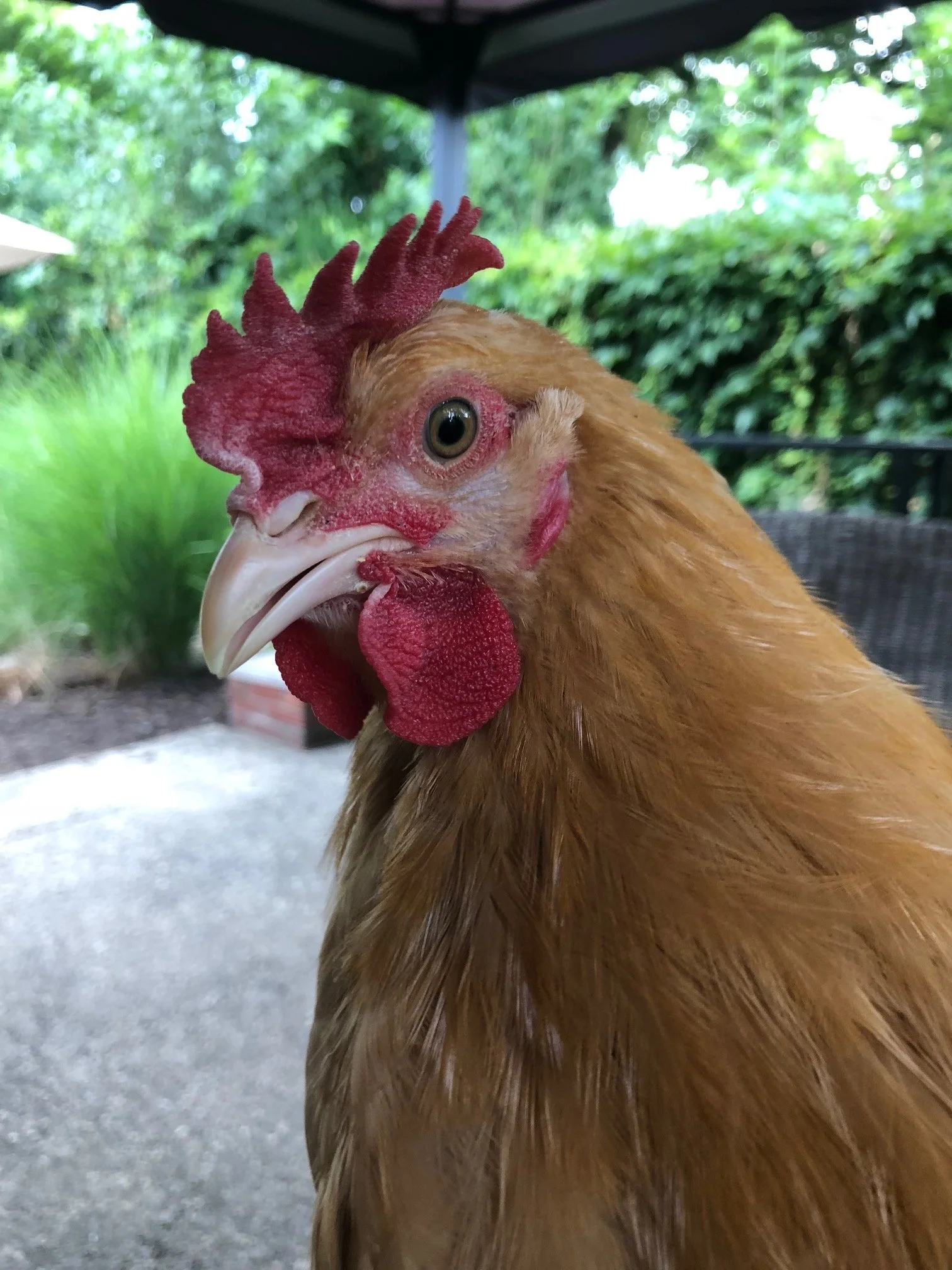 What Happened When I Slid into a Homesteader’s DMs (Professionally)