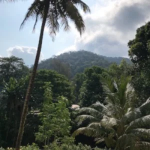 Jungles of Batu Ferringhi behind us...