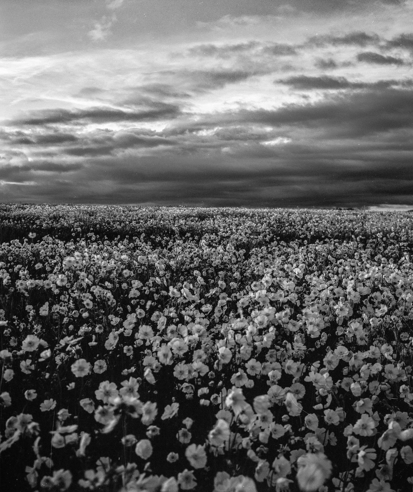Happy 🌎 Day in 🖤🤍

Carrizo Plain National Monument 
4 x 5 Ilford Delta100 @ilfordphoto