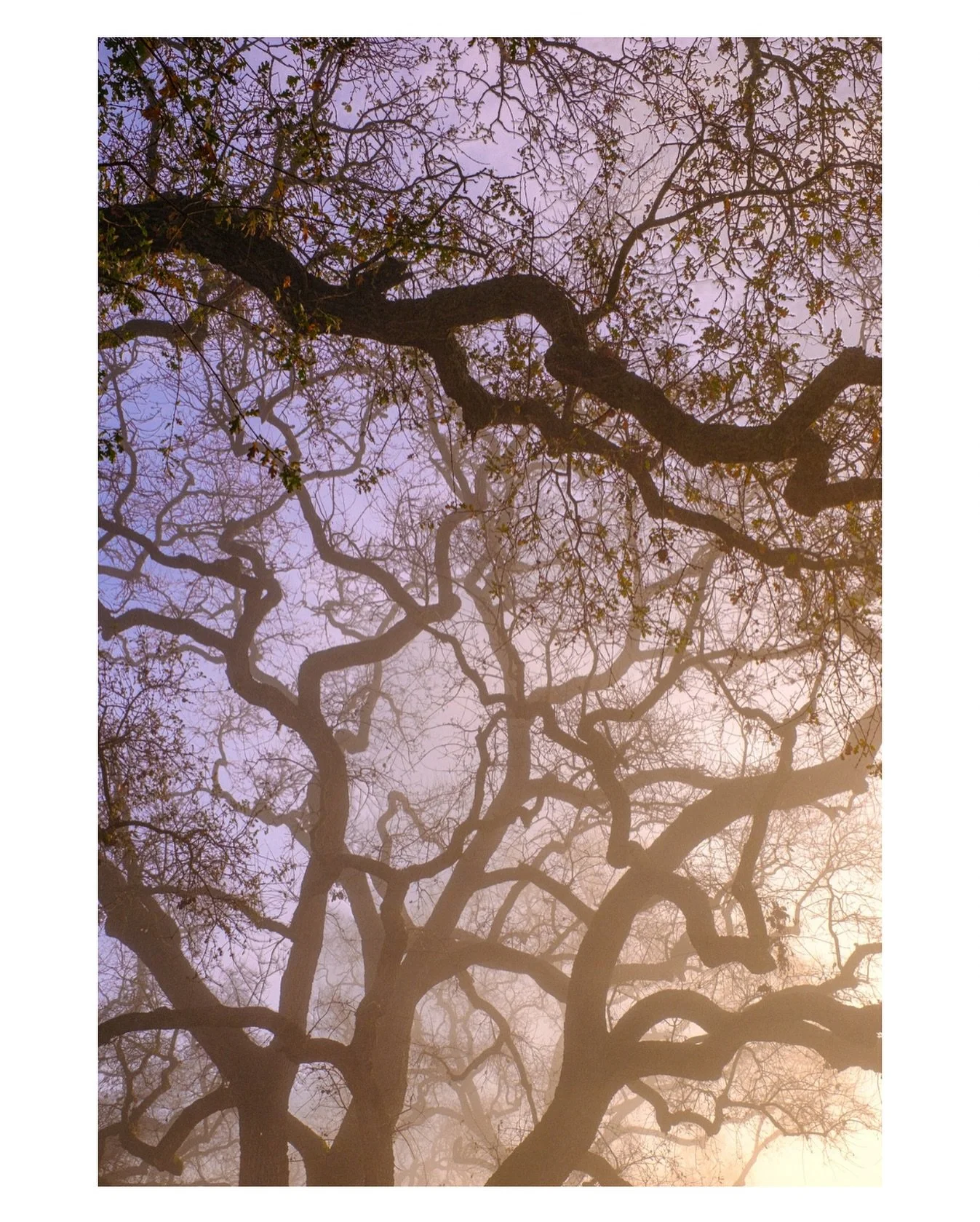 Colors, like features, follow the changes of emotions.

An early, misty morning on the backroads in Paso Robles