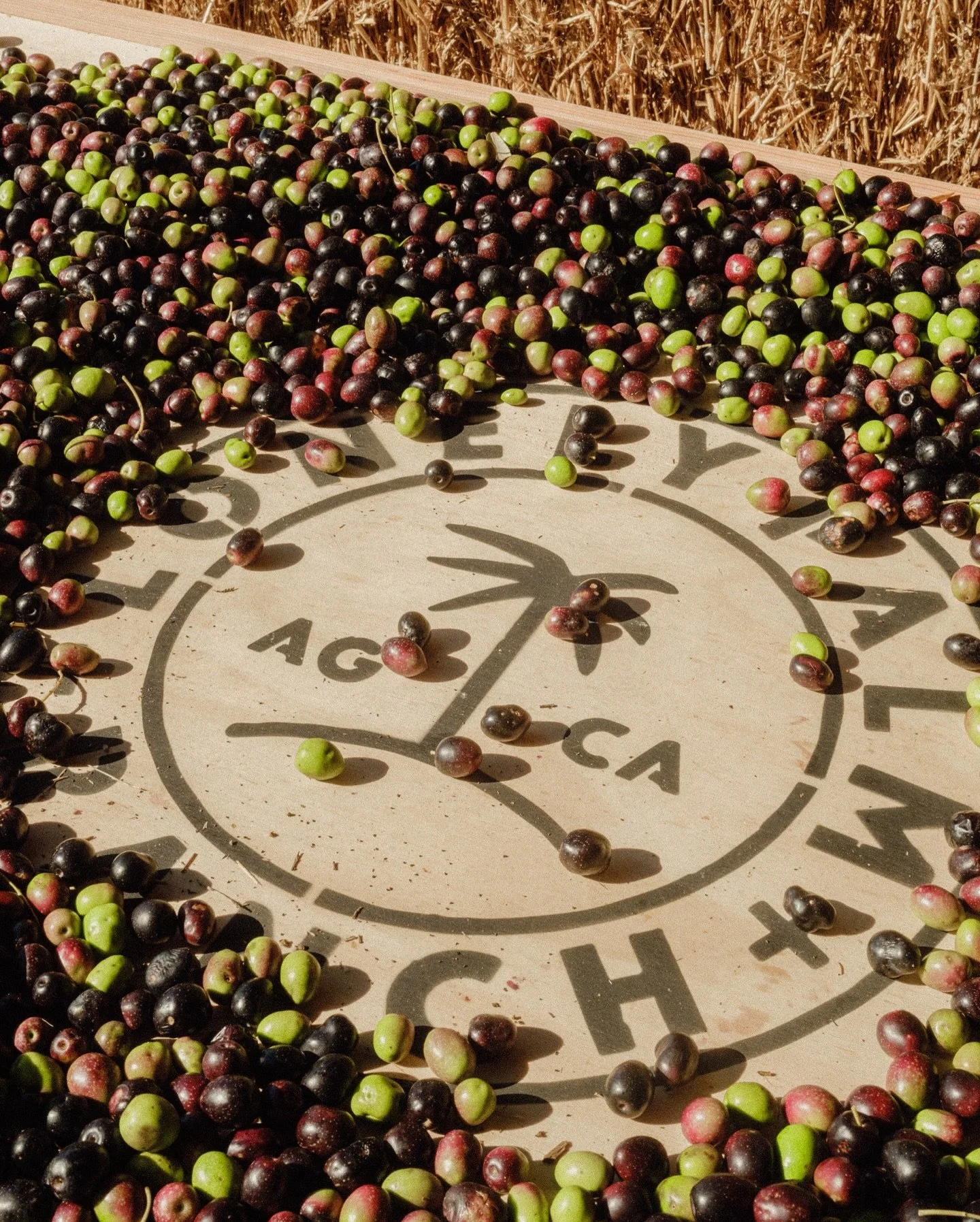 When your friends call you to come join in their first olive harvest &amp; that the harvest has been a dream of theirs since seeing their ranch you must show up, help and document. It was amazing &amp; beautiful seeing all the helping hands, it reall
