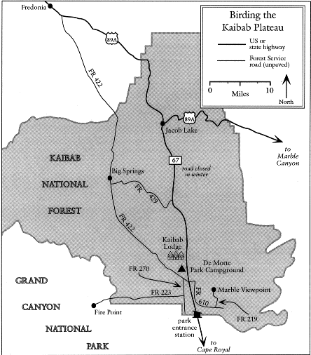 Birding-the-Kaibab-Plateau.gif