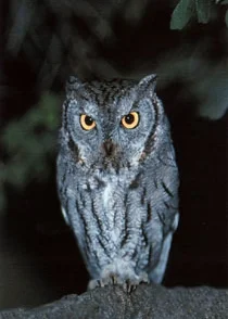 Western Screech Owl ©2000 Jim Burns . All Rights Reserved