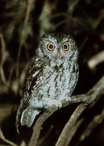 Whiskered Screech Owl ©2000 Jim Burns . All Rights Reserved
