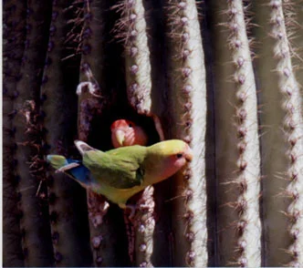 Peach-faced Lovebirds exploring saguaro cavity, Scottsdale, 28 February 1998. Photo by Greg Clark . ©1998, Greg Clark
