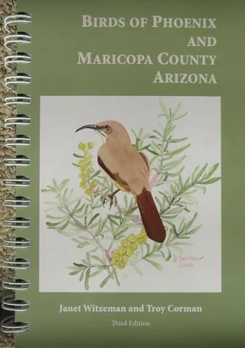 Birds of Phoenix, Birding in Arizona.jpg