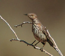 Photo Quiz #2 Answer — Maricopa Bird Alliance
