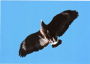 image001.jpg