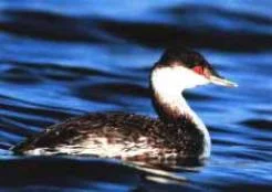 image004.jpg