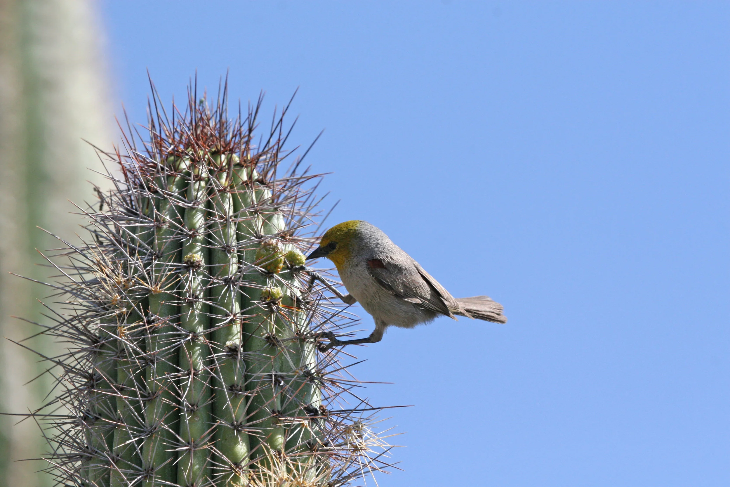 verdin 4.jpg