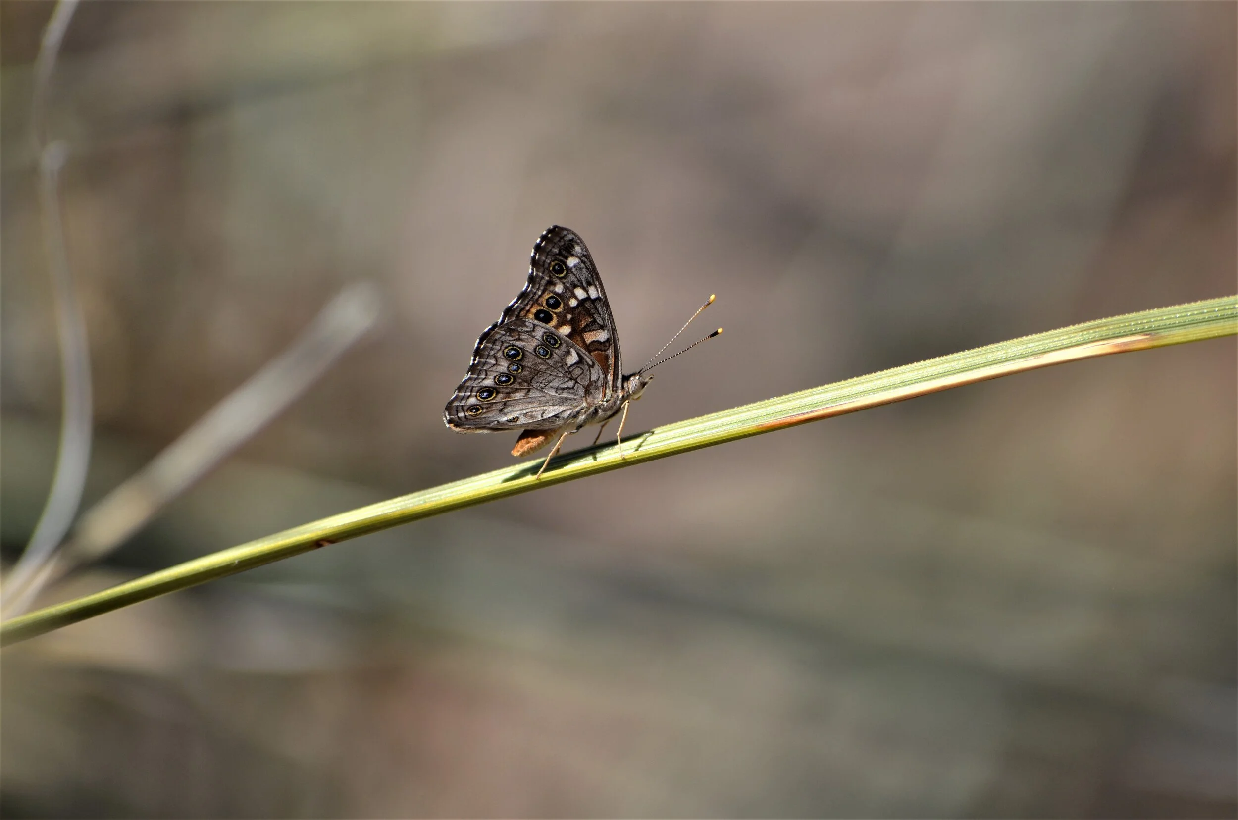 DSC_0149a  DBG 05312015.jpg