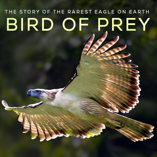 Bird of Prey: The Story of the Rarest Eagle on Earth – A Film Review -  10,000 Birds