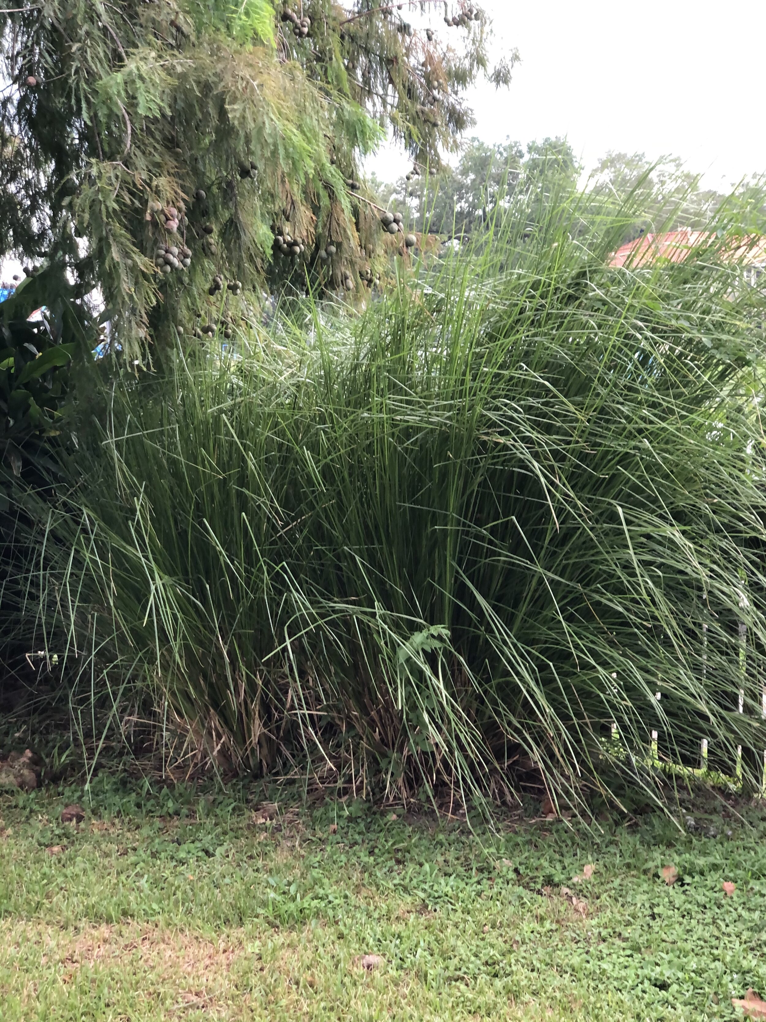 Vetiver in New Orleans: A Heritage of Sharing — Pitot House