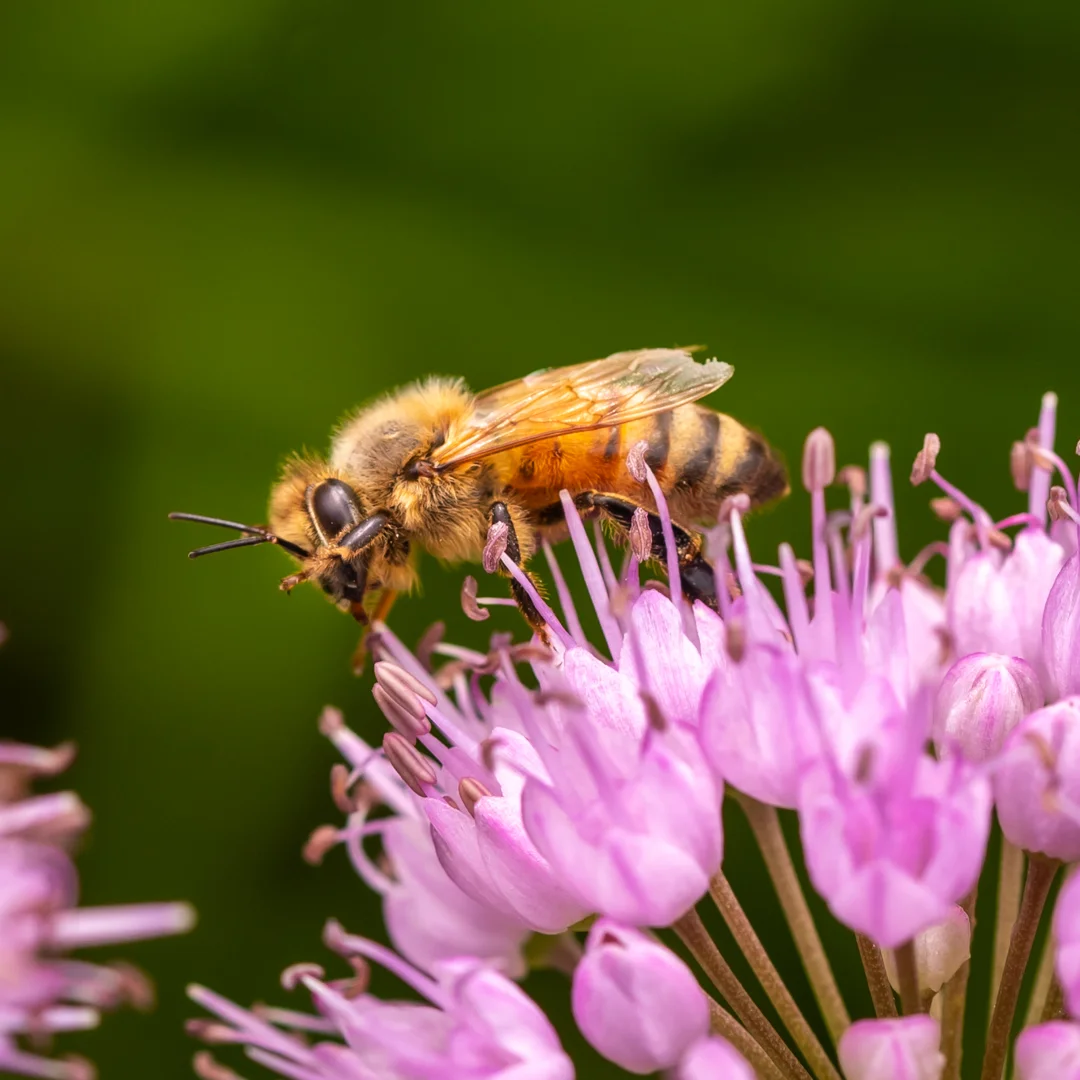 Arboretum_2018July26_3-5384.jpg