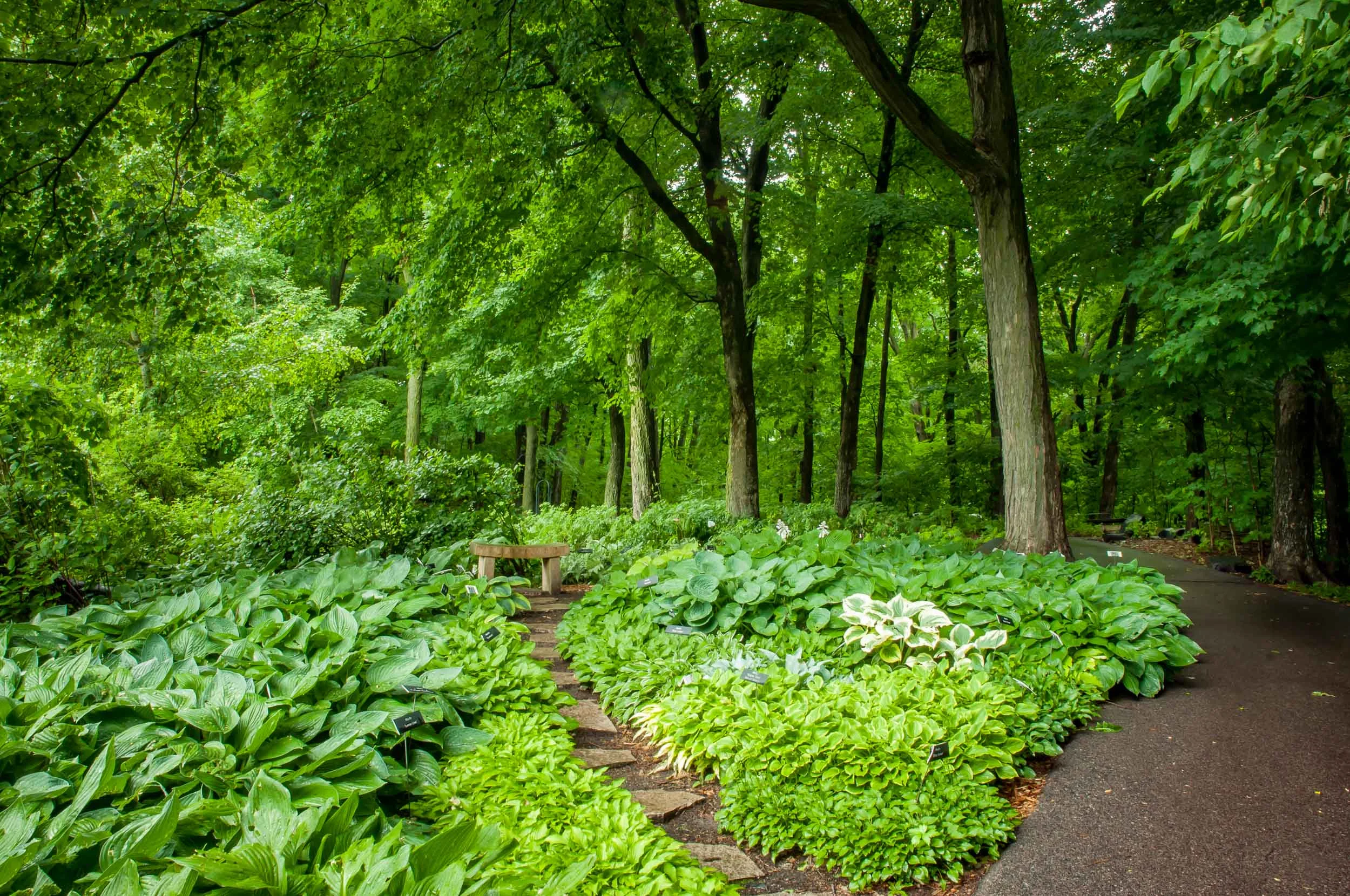 Arboretum_20170622-4137-2.jpg