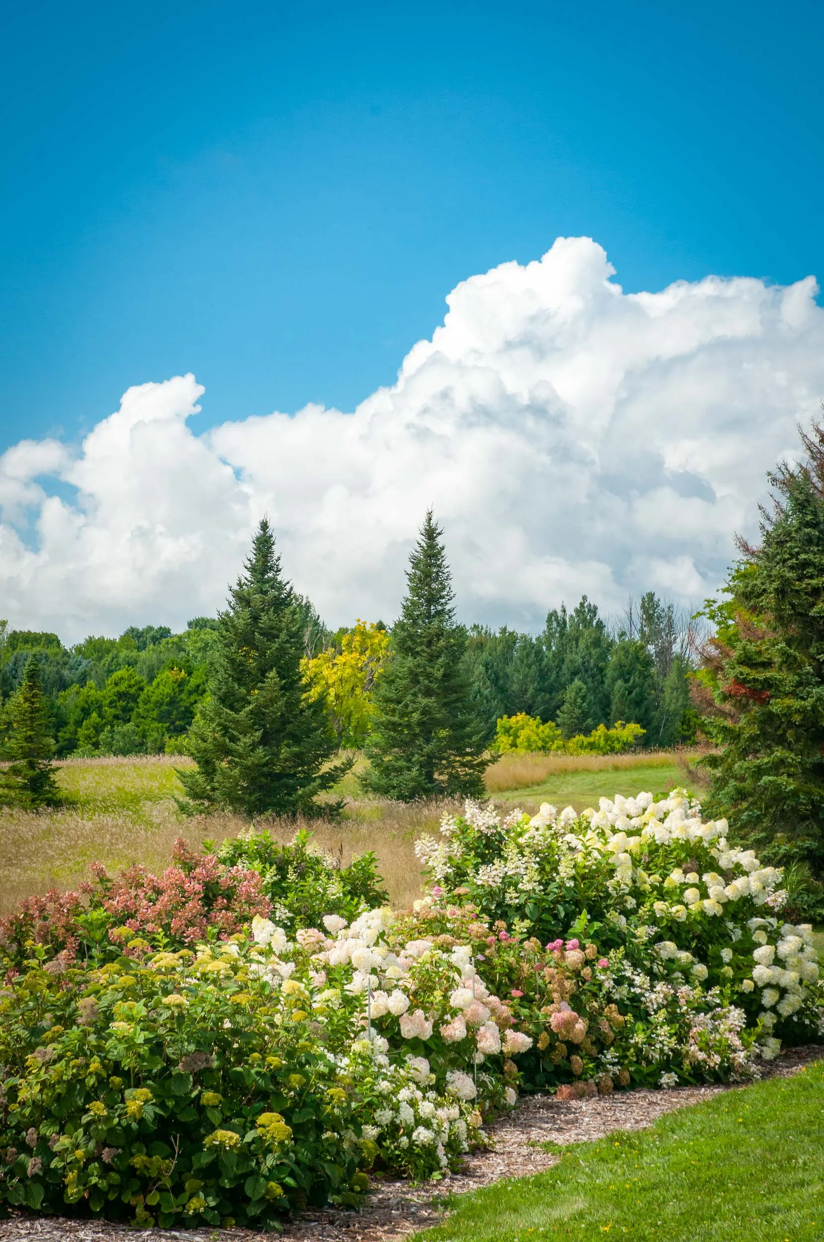 Arboretum_2017Aug10_1-9792.jpg