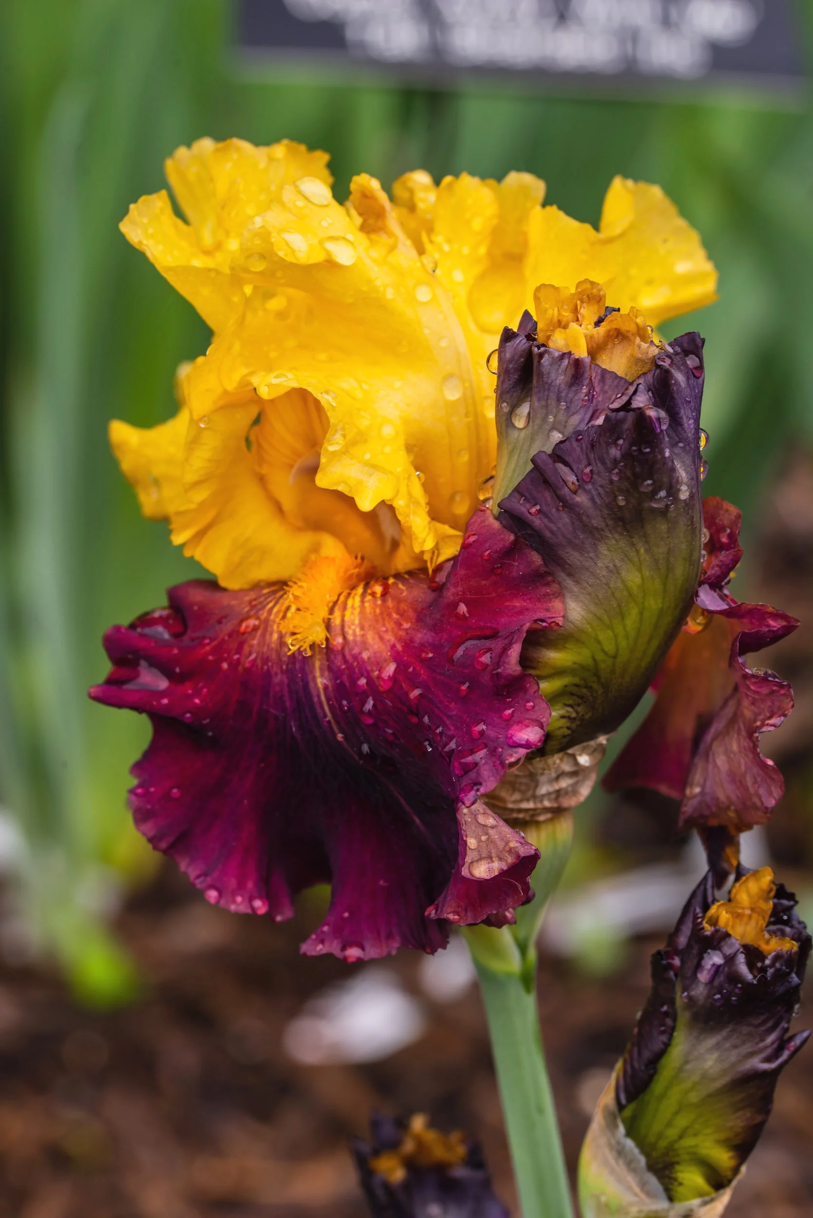 Arboretum_nativeorchidclass_2018June2-9232.jpg