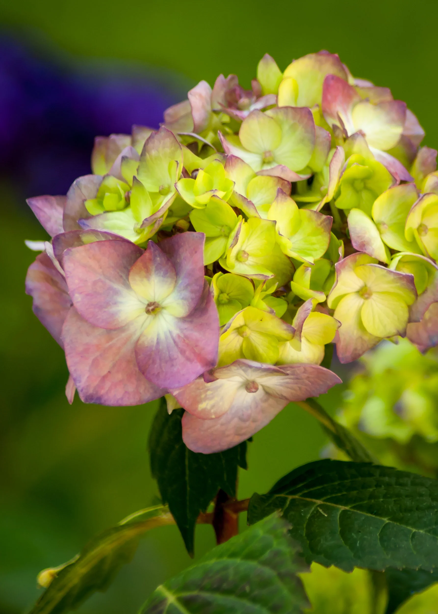 Arboretum_20170511-2712.jpg