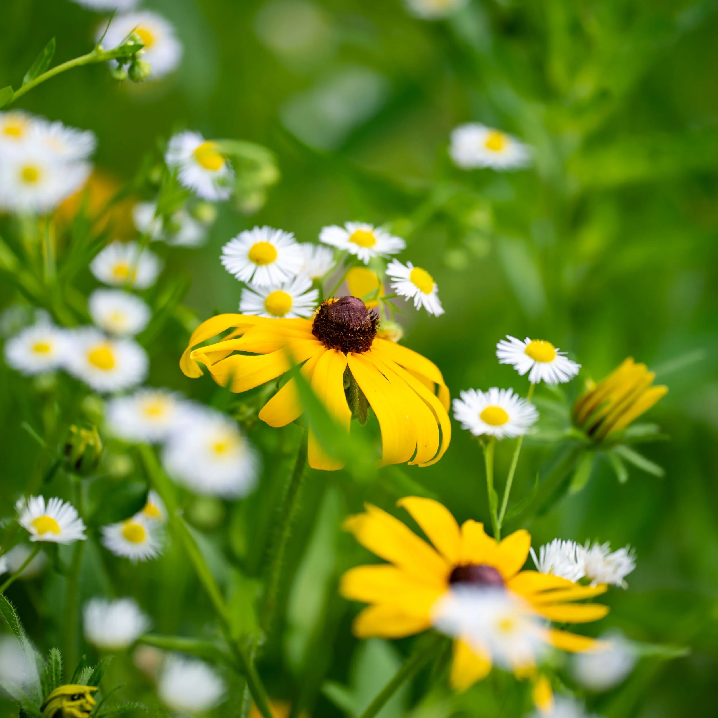 Arboretum_2018June27-5092.jpg