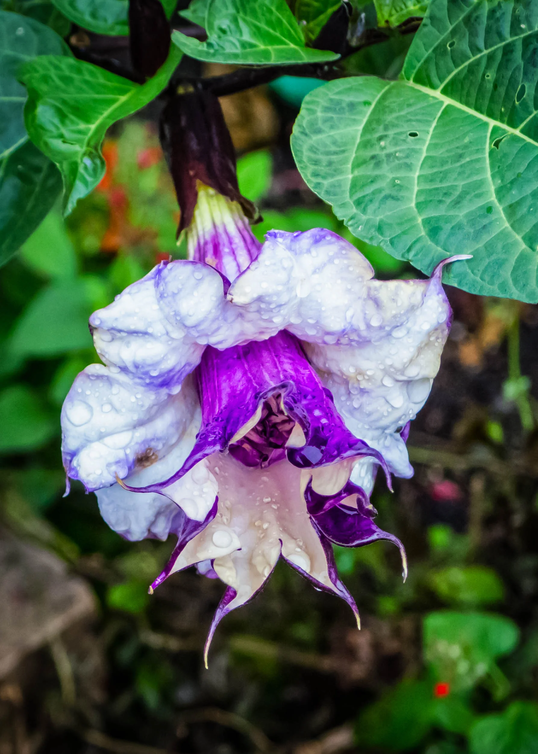 Arboretum_20141001-0903_Luminar2018-edit.jpg