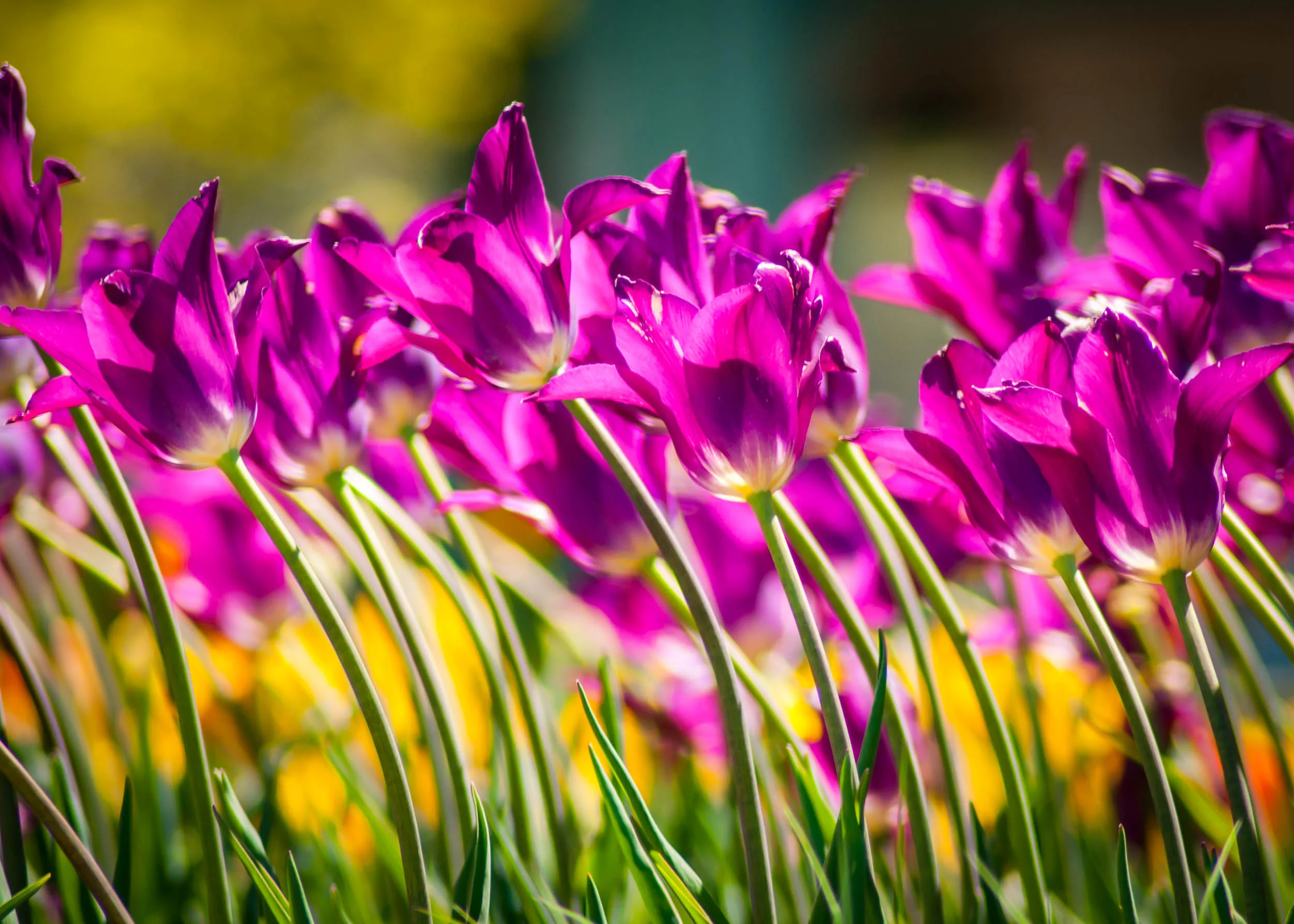 Arboretum_20160504-5458.jpg