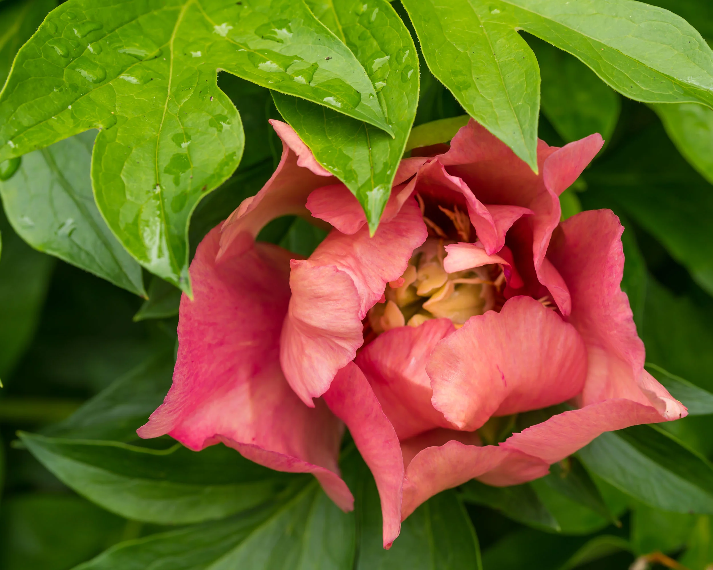 Arboretum_2018June8_3-0567.jpg