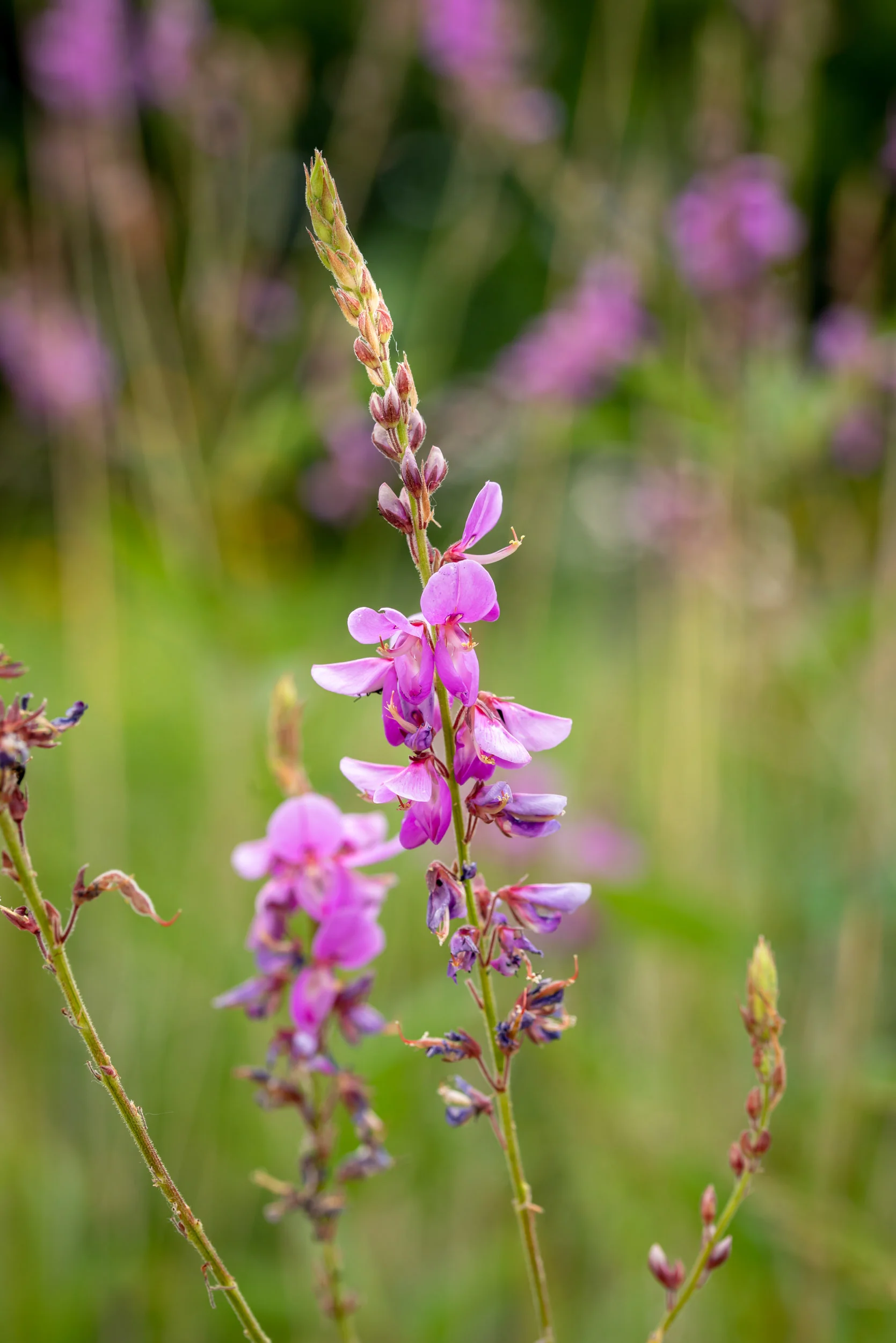 Arboretum_2018July11_1-8787.jpg