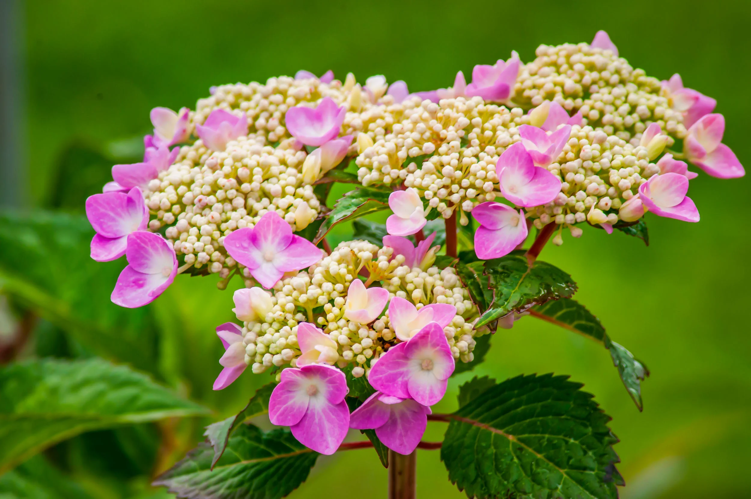 Arboretum_2017Aug10_1-9612_Luminar2018-edit.jpg