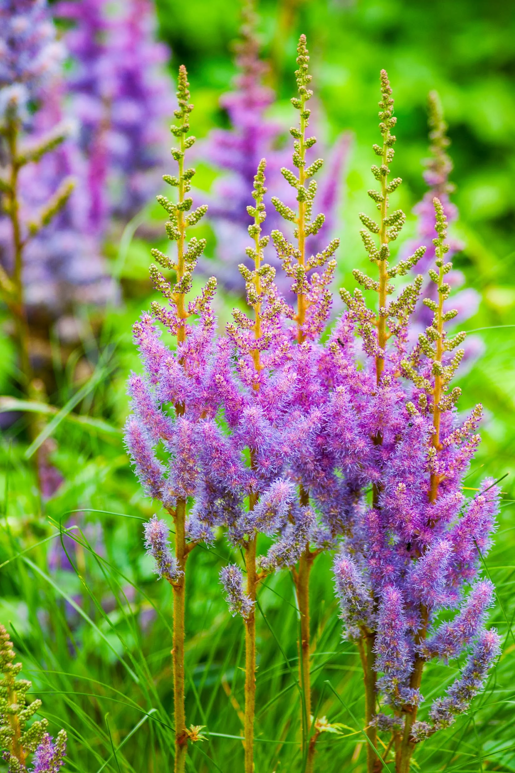 Arboretum_2017Aug5_4-9031_Luminar2018-edit.jpg