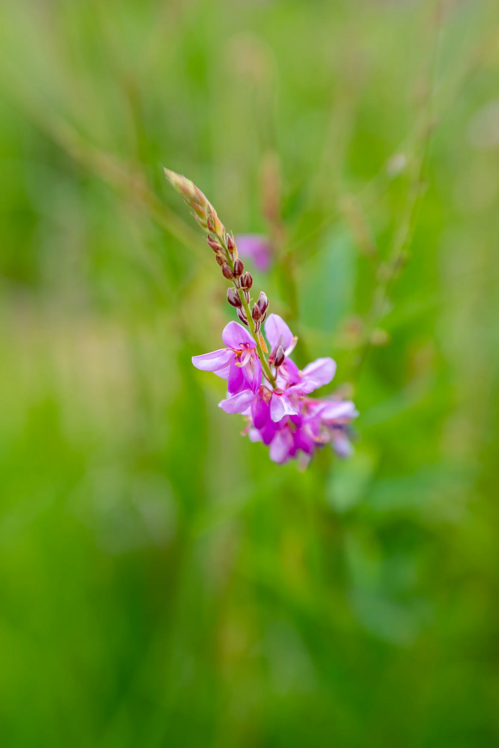 Arboretum_2018July11_1-9118.jpg