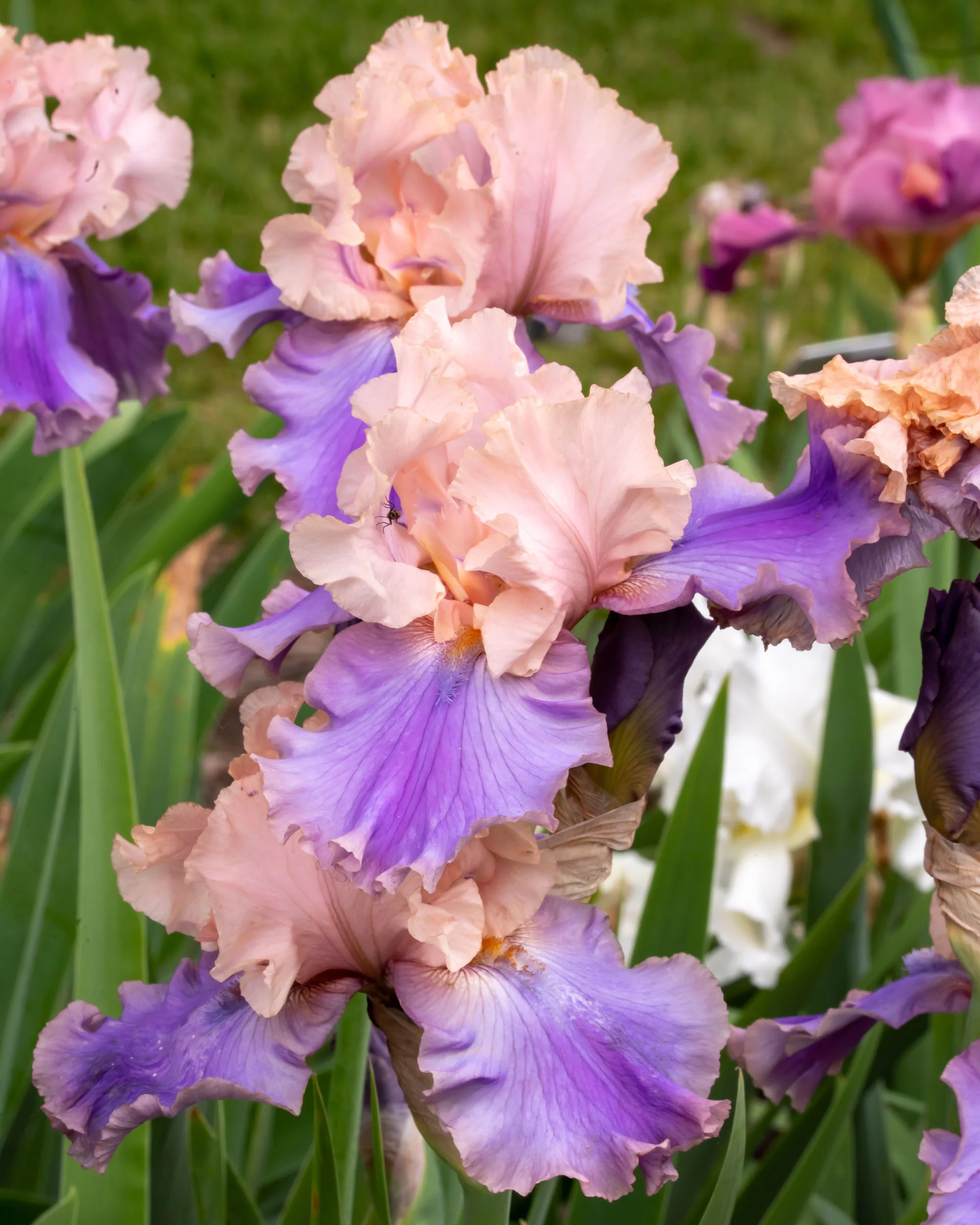 Arboretum_2018June8_3-1328.jpg