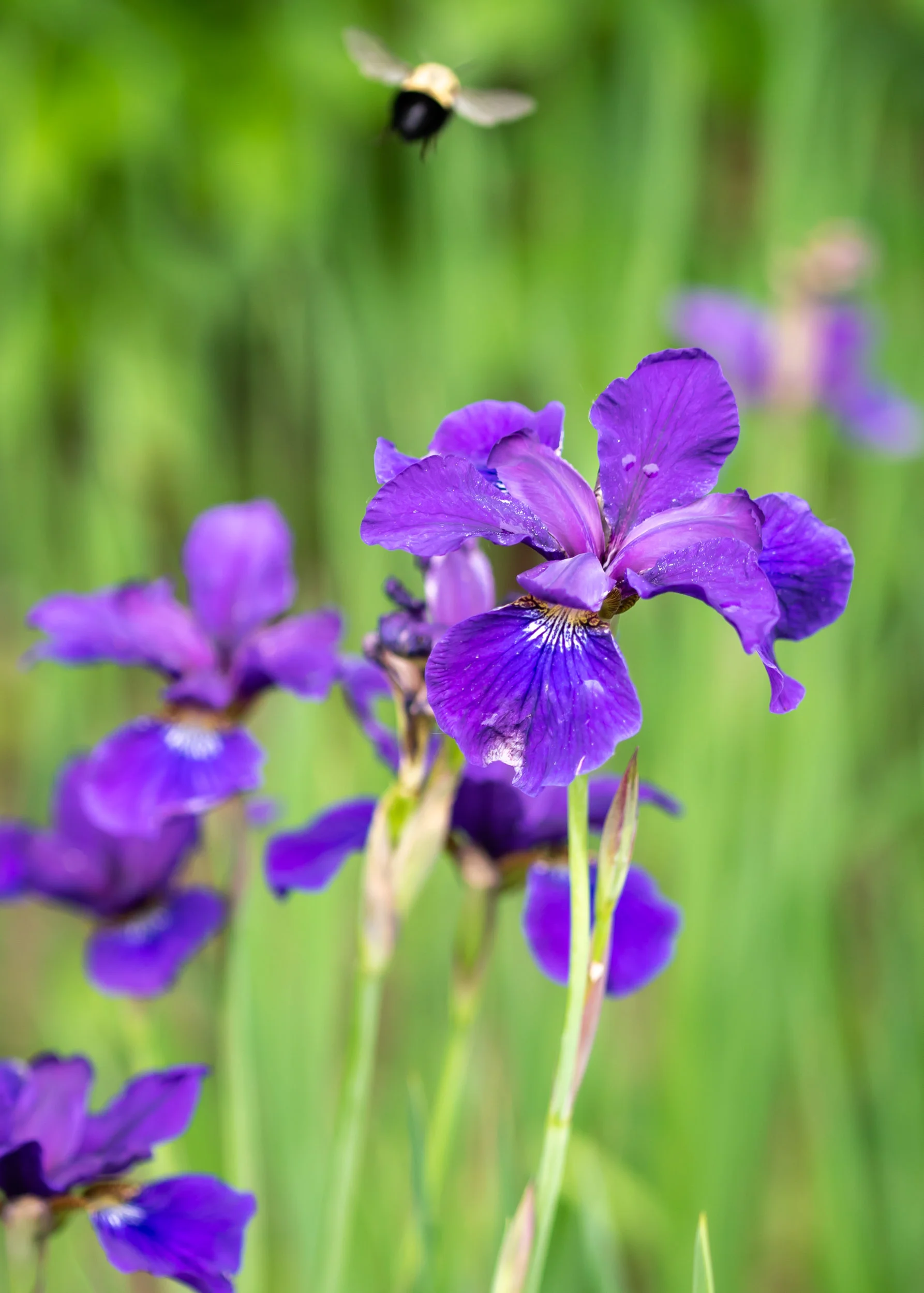 Arboretum_2018June8_1-0274.jpg