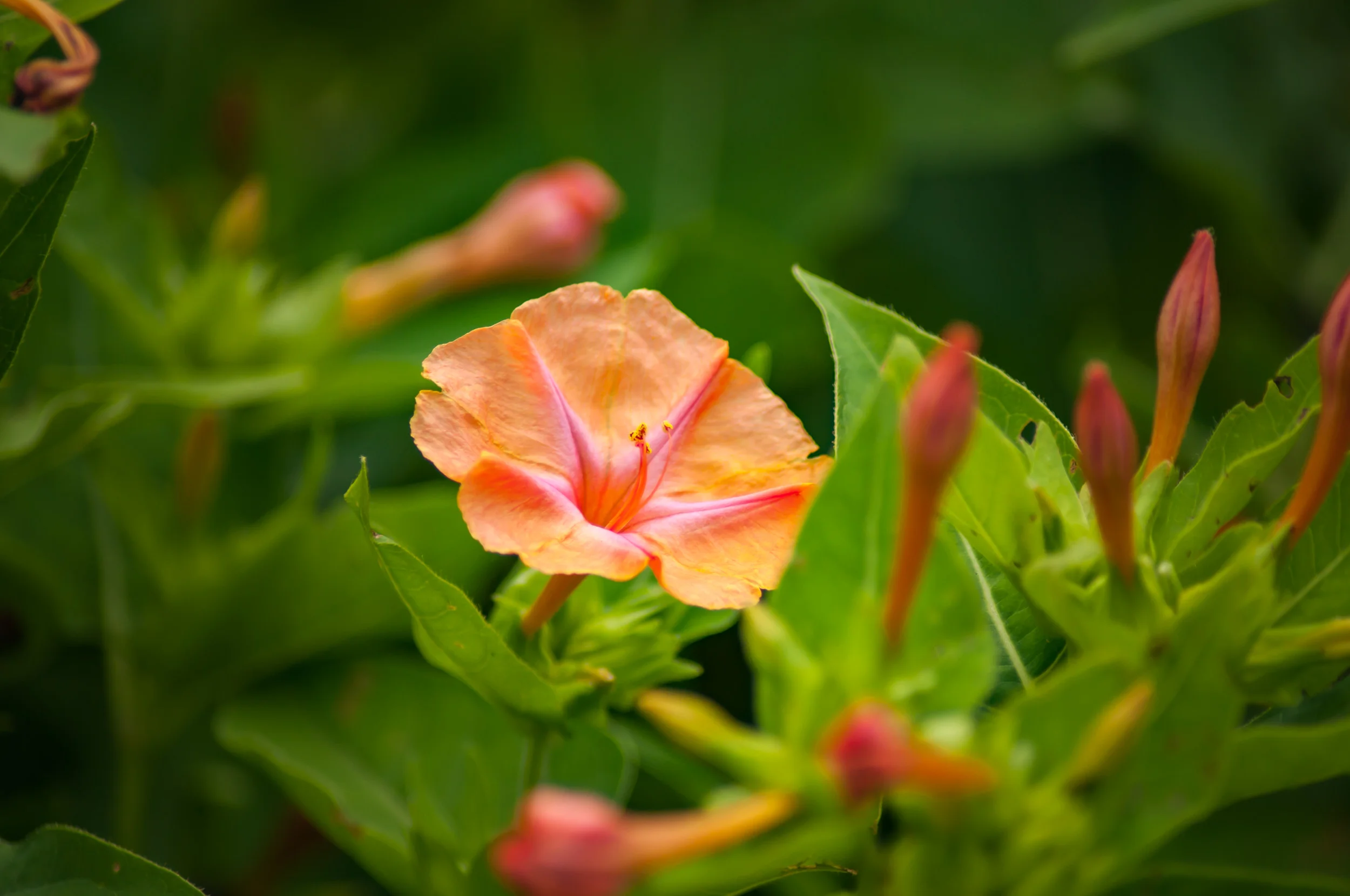 Arboretum_2017Aug5_1-7758.jpg