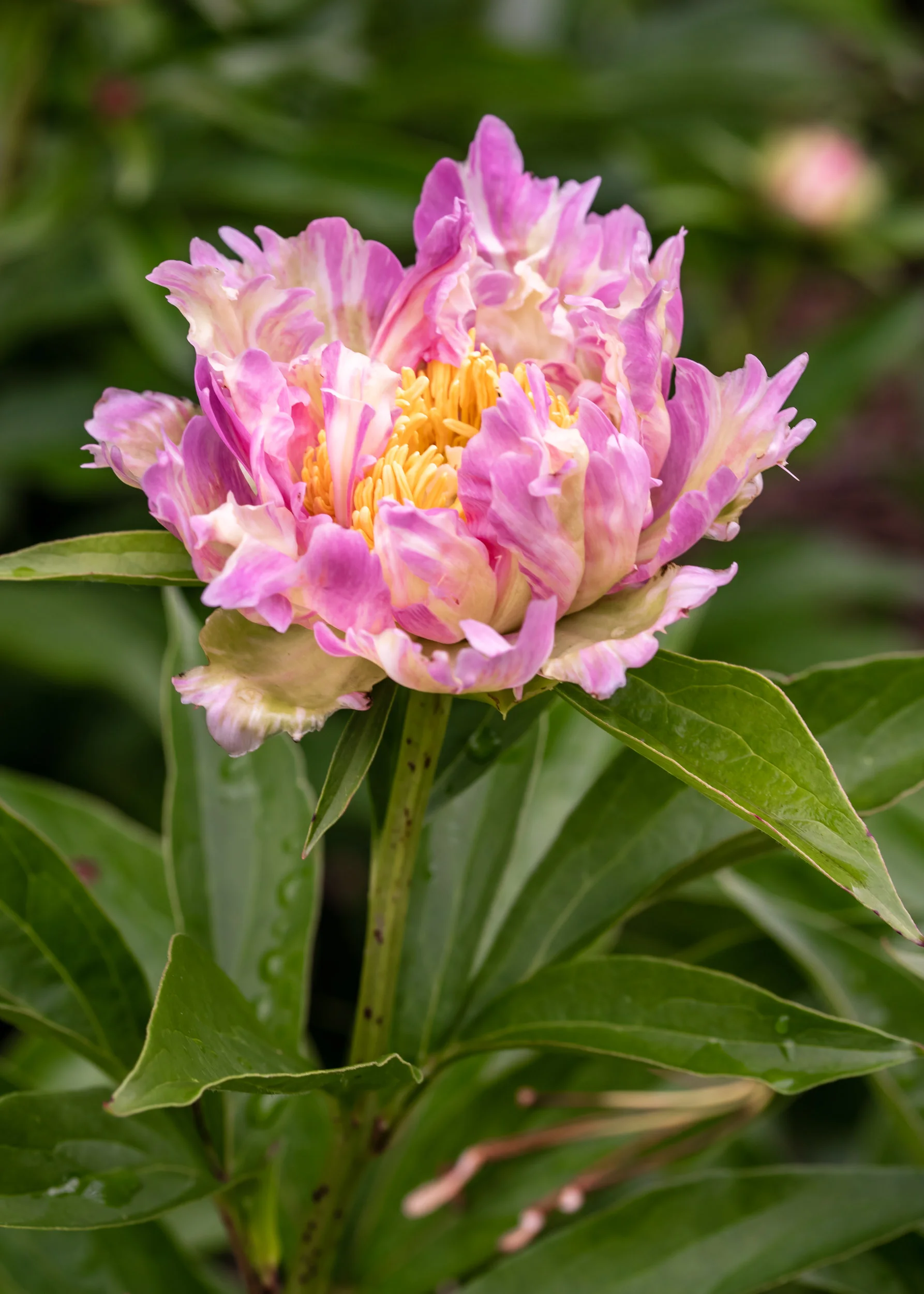 Arboretum_2018June8_3-0515.jpg