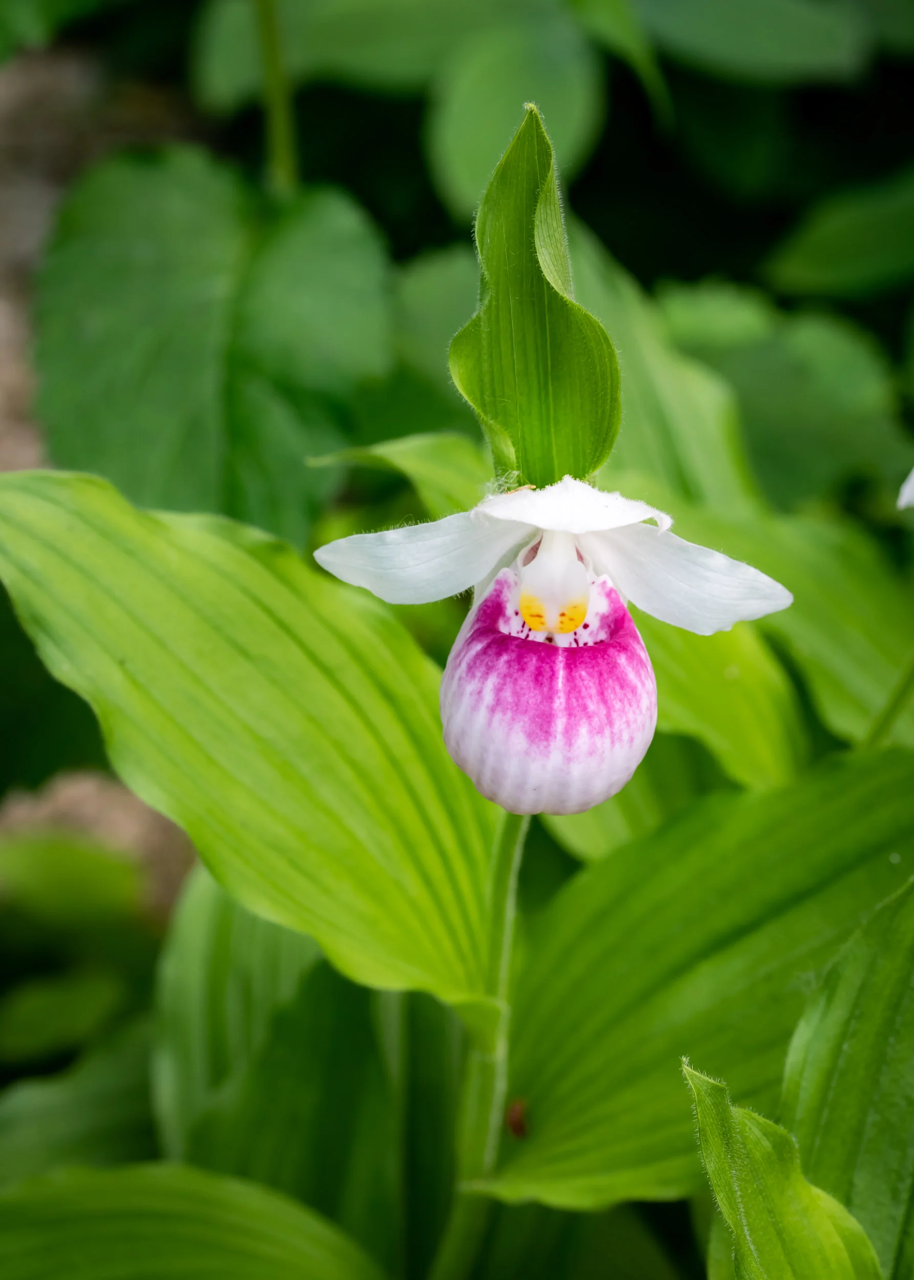 Arboretum_2018June13-2167.jpg