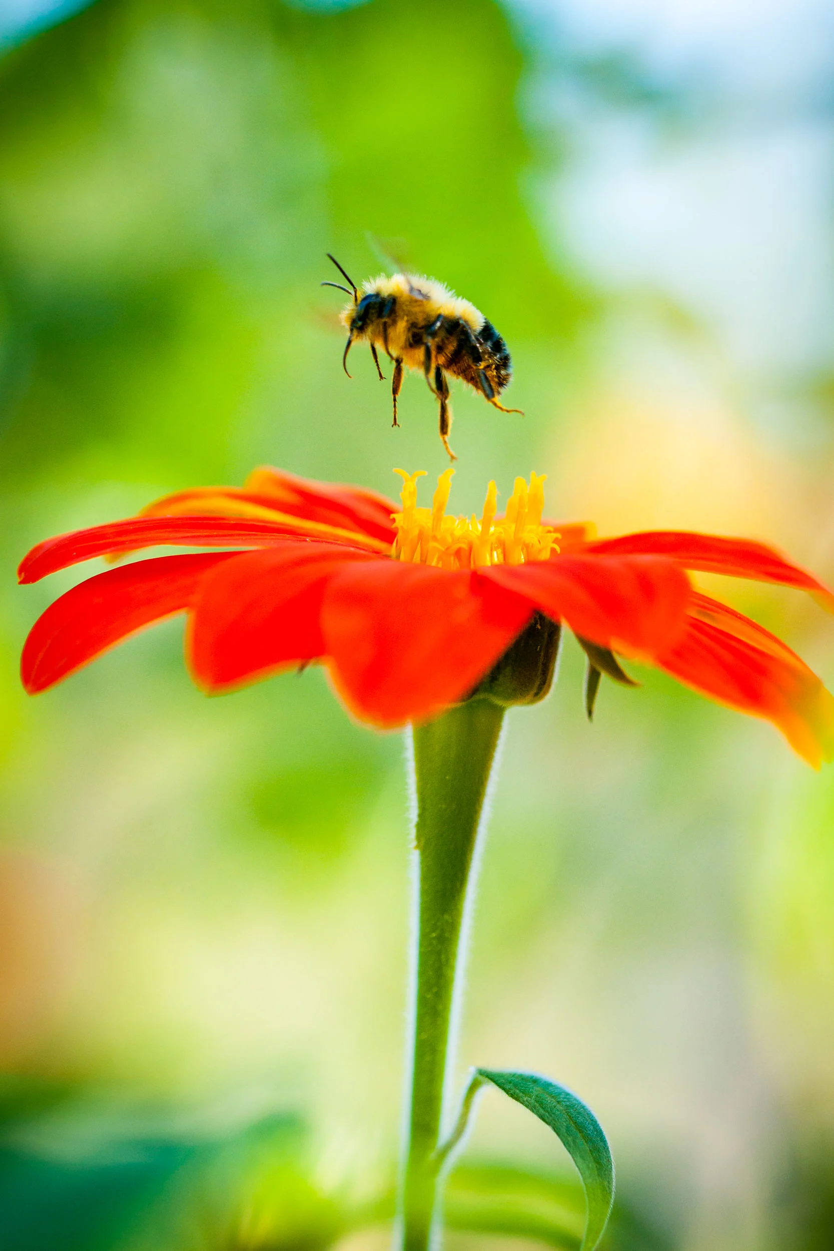 Arboretum_2017Sept20_3-4785.jpg