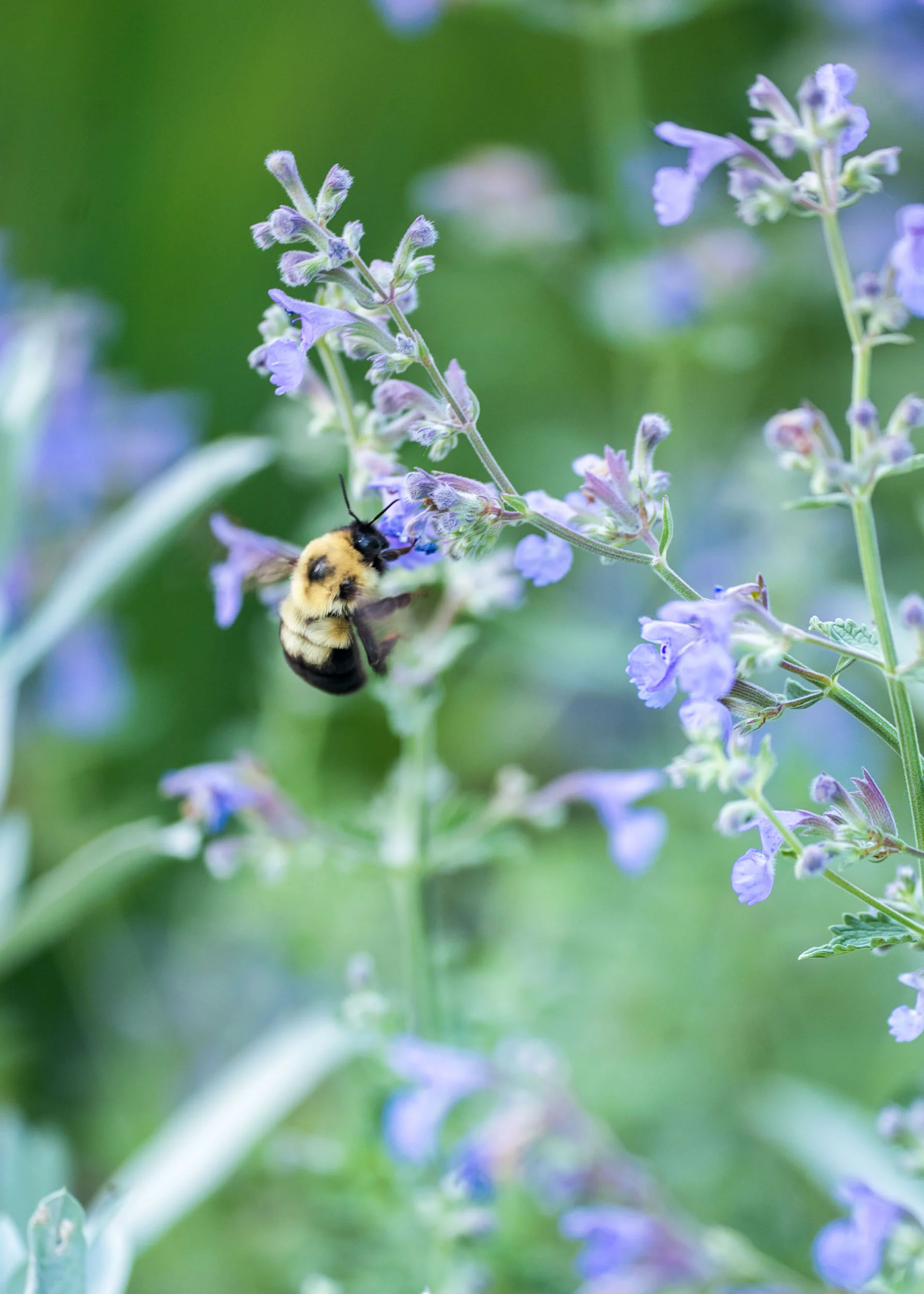 Arboretum_2018June16_180mmMacro-2653_Luminar2018-edit.jpg