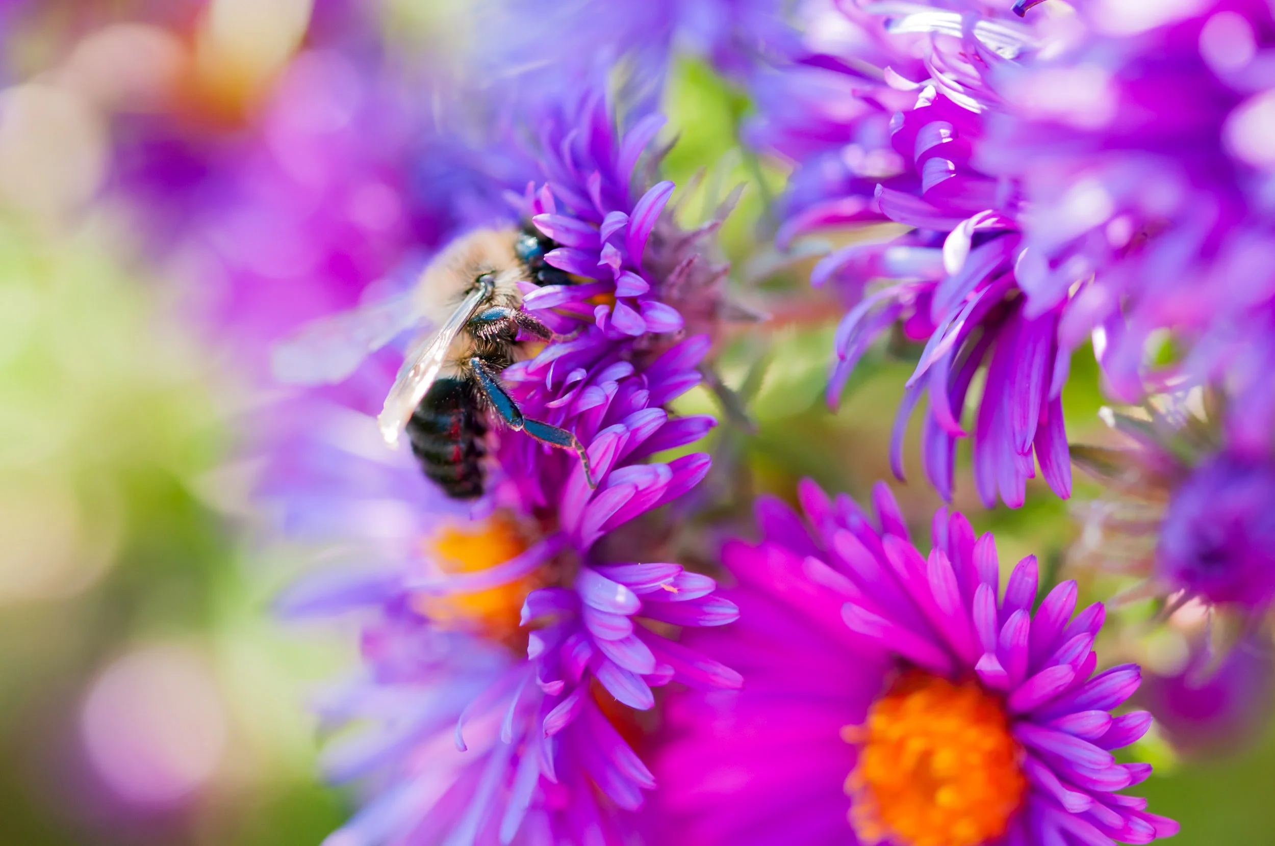 Arboretum_2017Sept20_3-4707.jpg